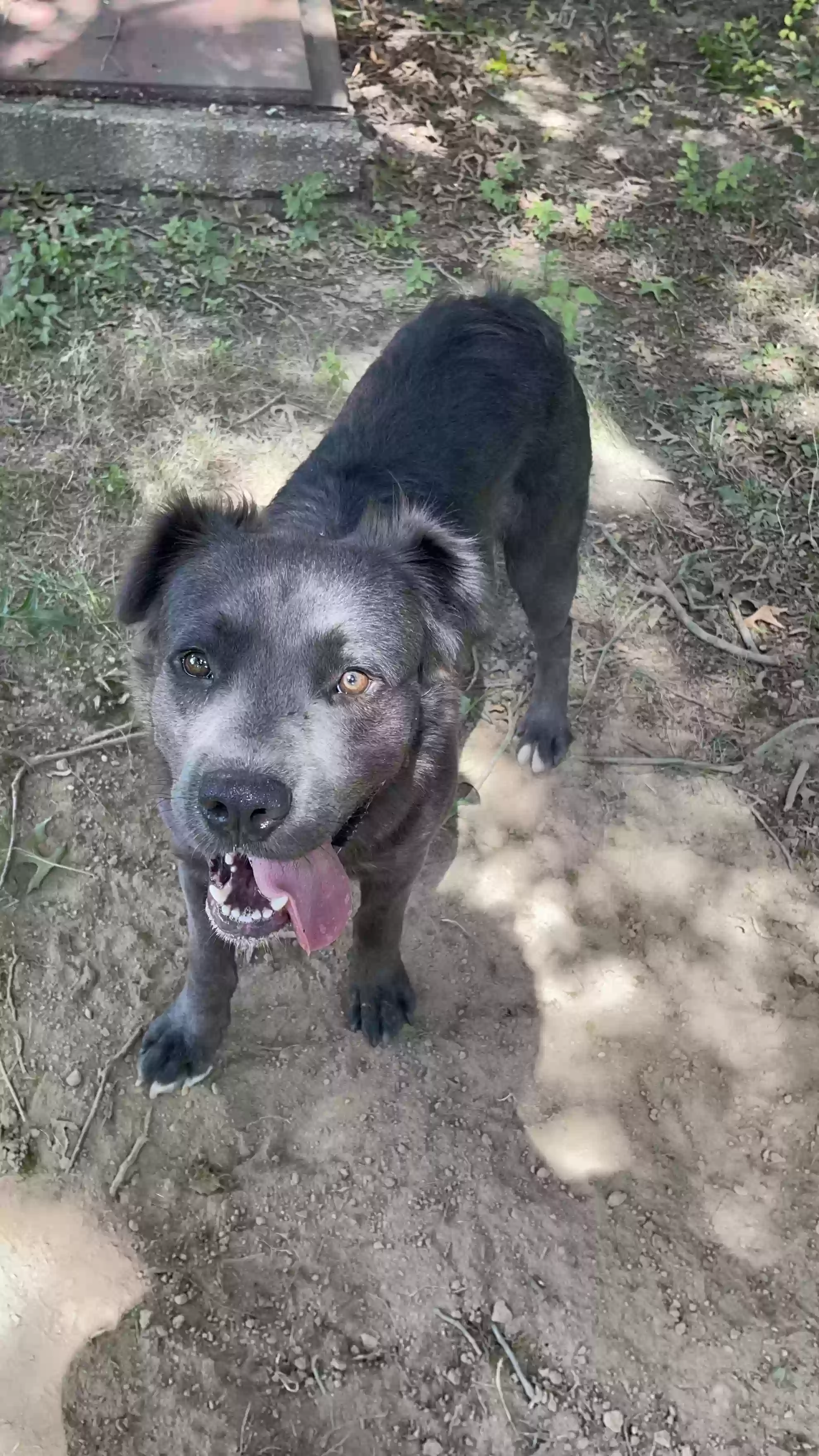 Lost dog in Searcy, AR, 72143
