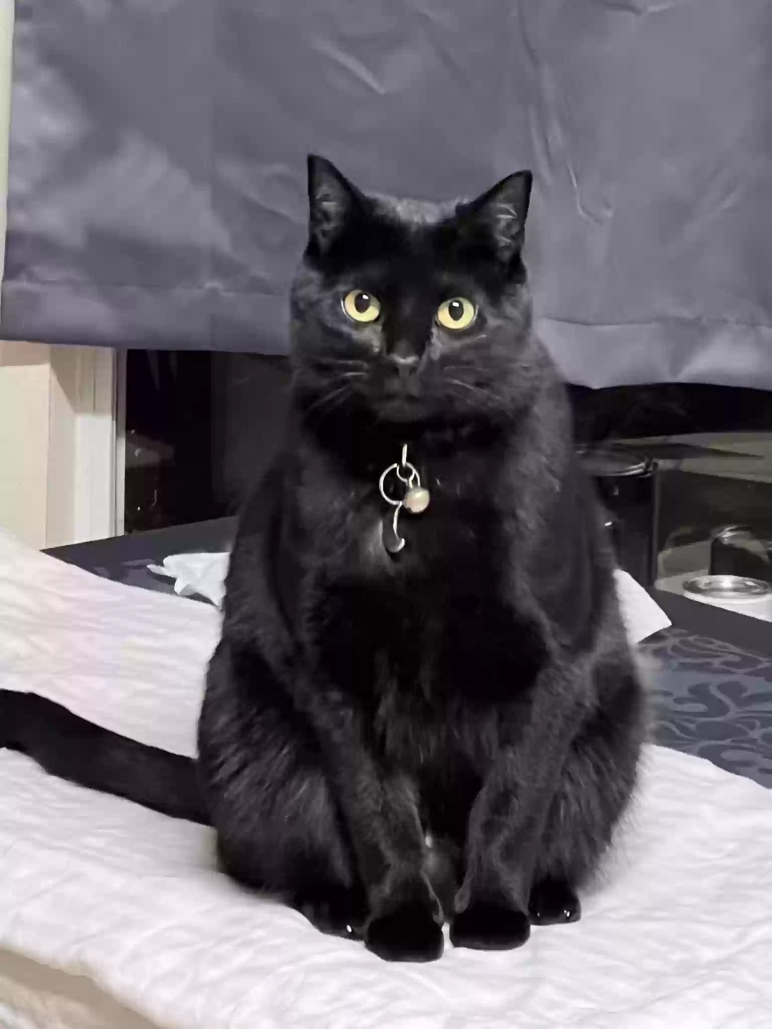 Lost cat in Round Rock, TX, 78664