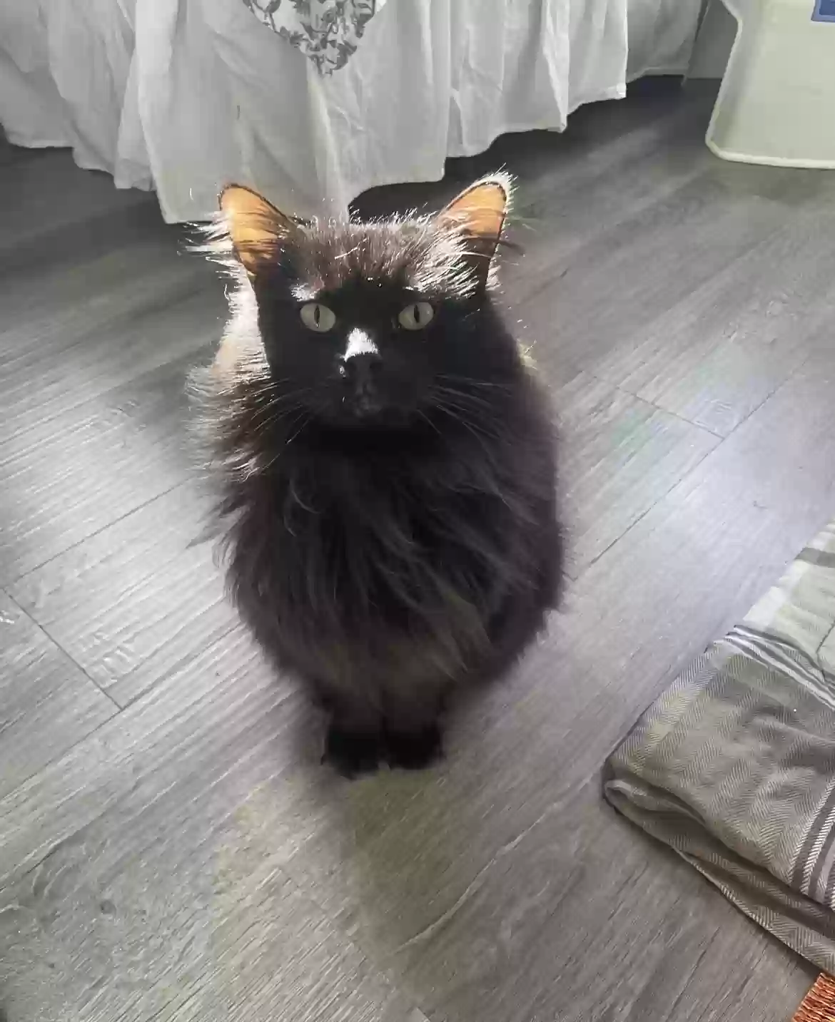 Lost cat in Battle Creek, MI, 49015
