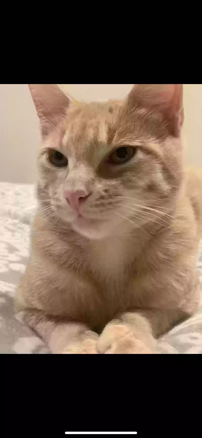 Lost cat in Brooklyn, NY, 11238