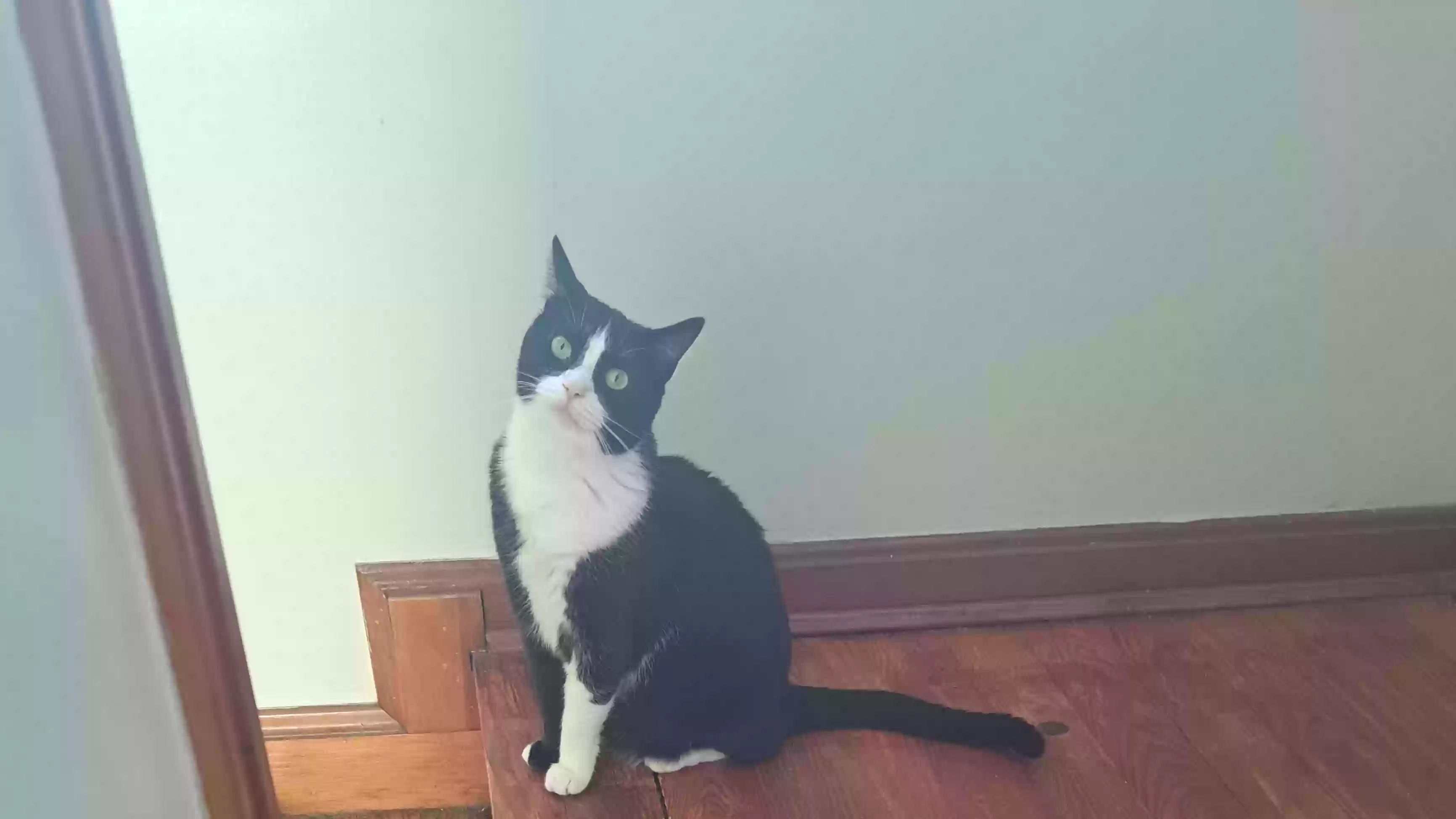 Lost cat in Euclid, OH, 44132