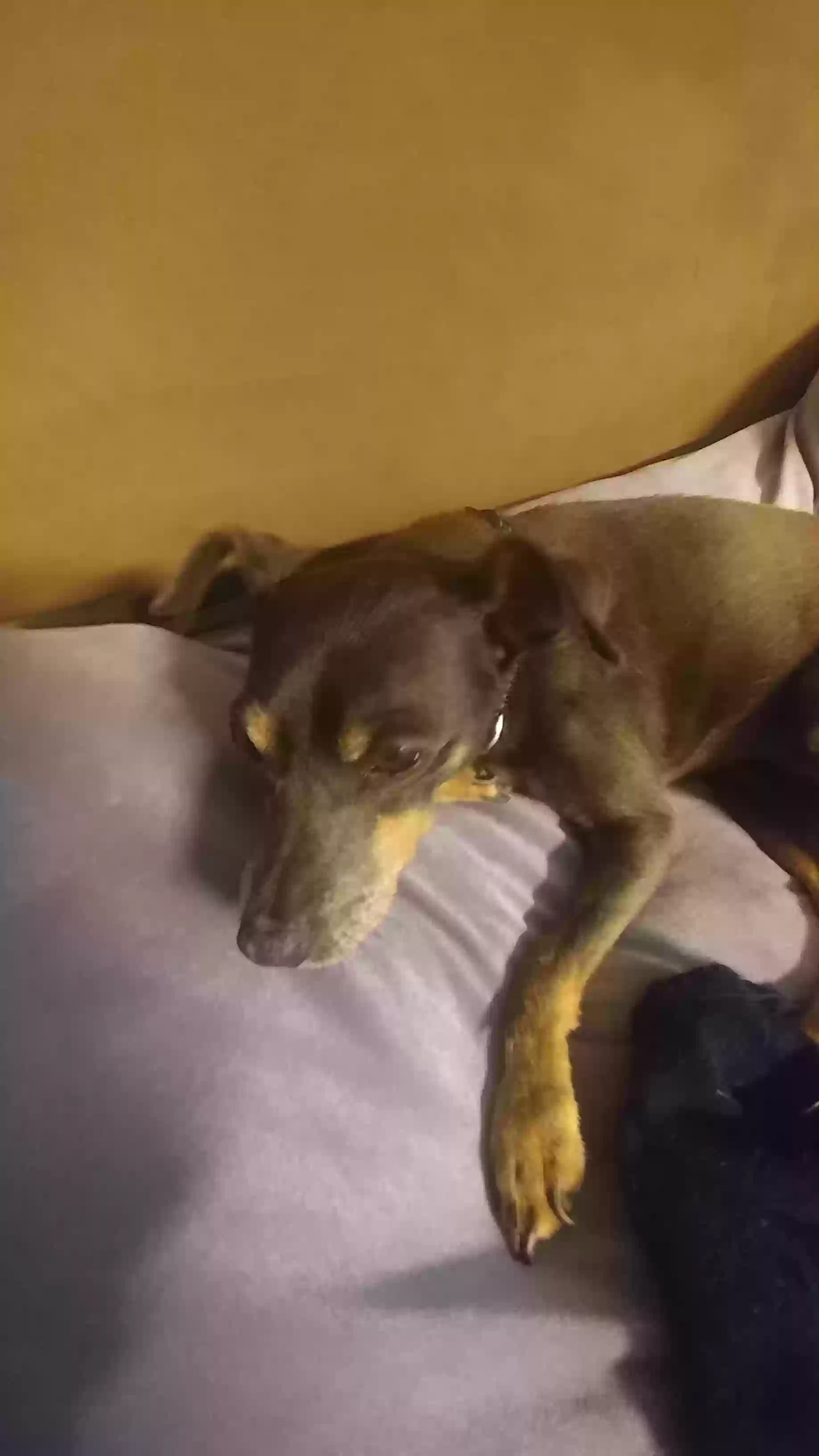 Found dog in Buckeye, AZ, 85326