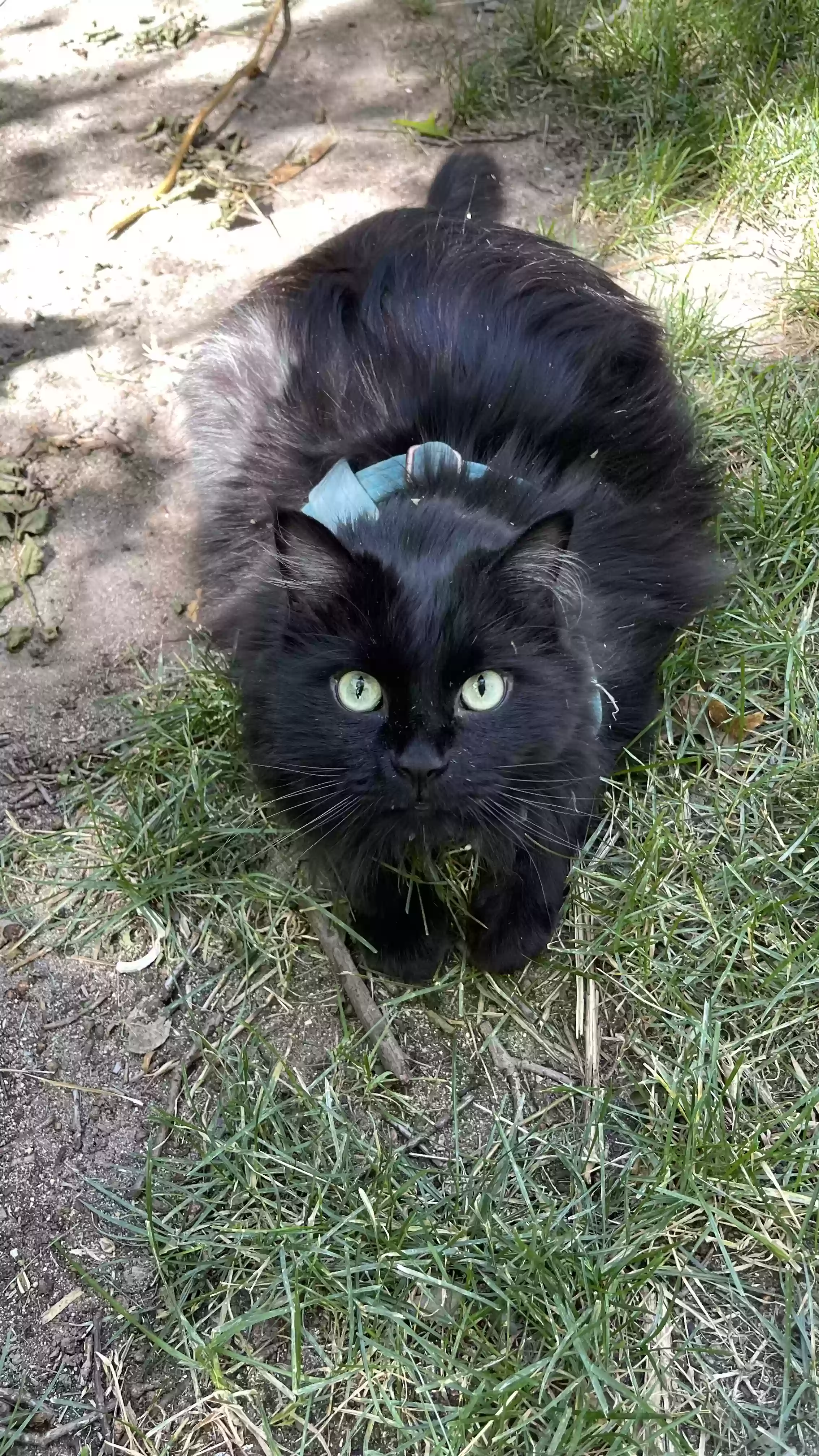 Lost cat in Sandy, UT, 84093