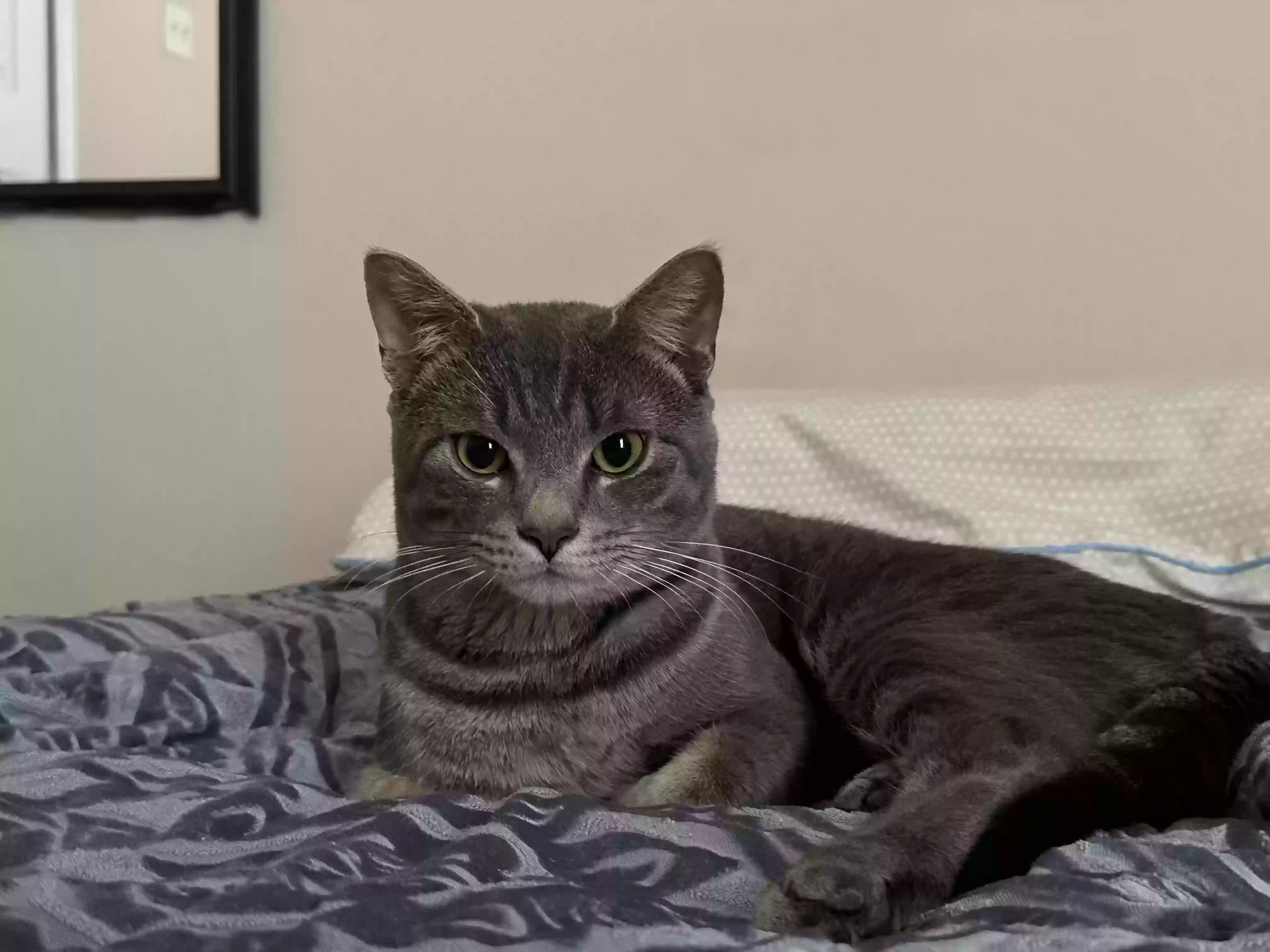 Lost cat in Orlando, FL, 32822