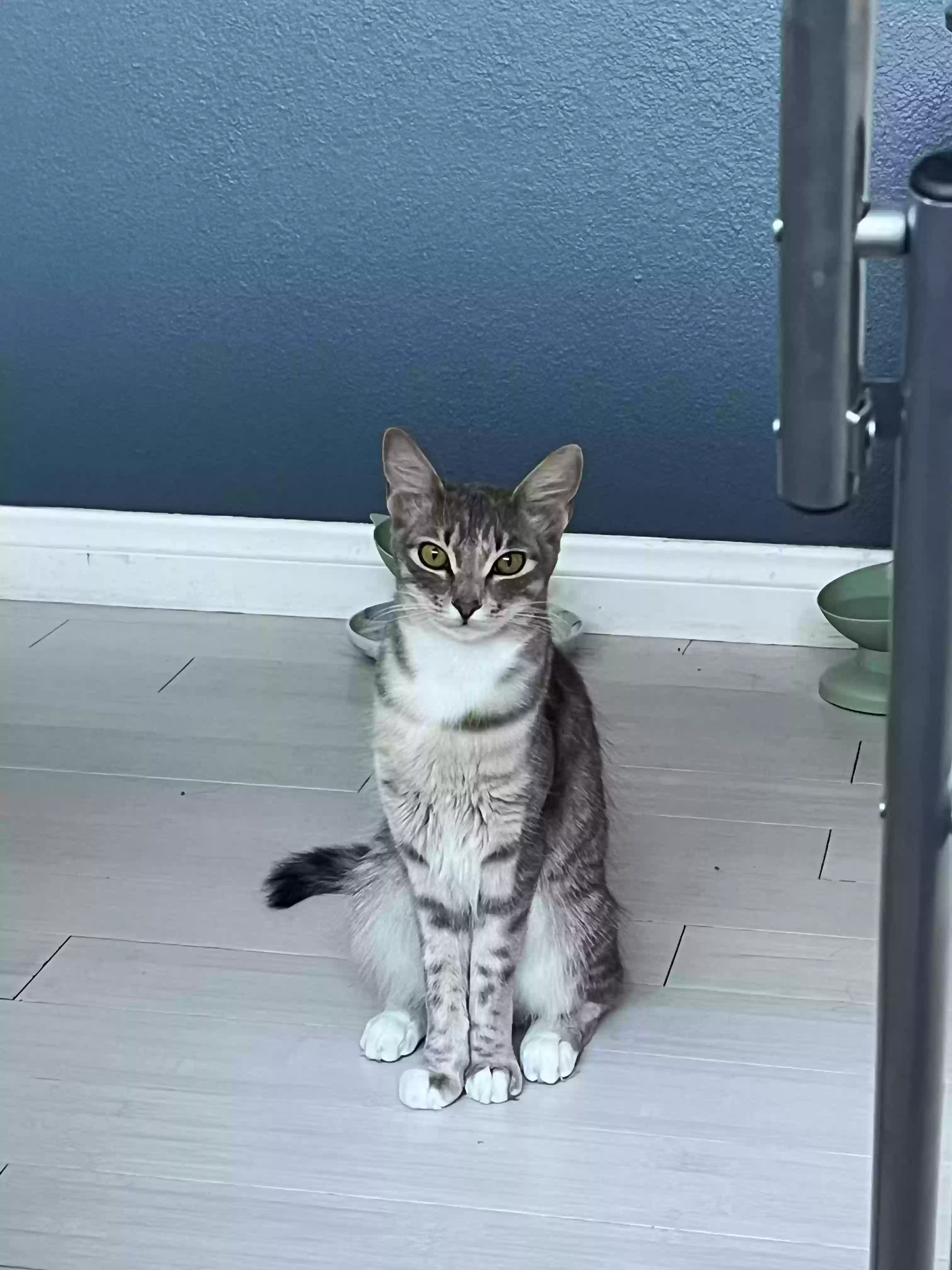 Lost cat in El Cajon, CA, 92019