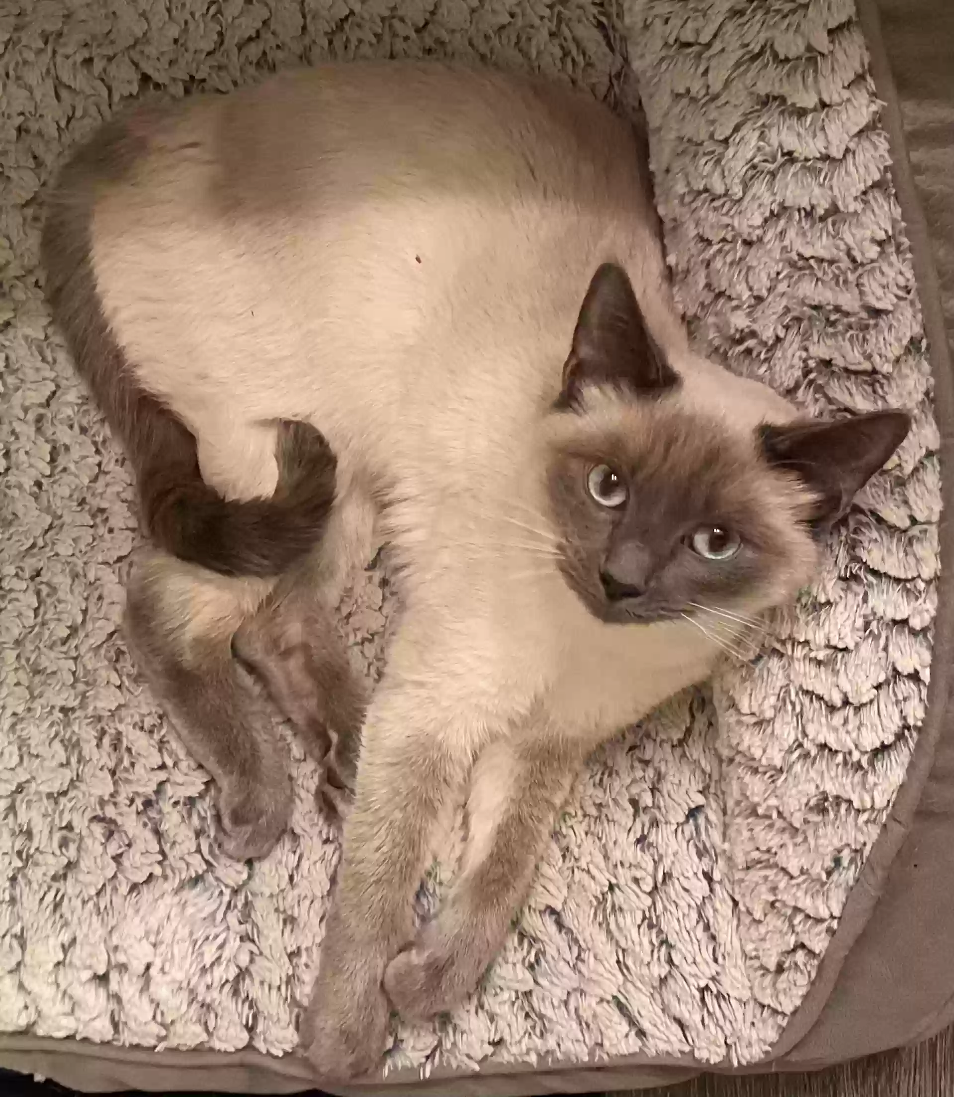 Lost cat in Albuquerque, NM, 87112