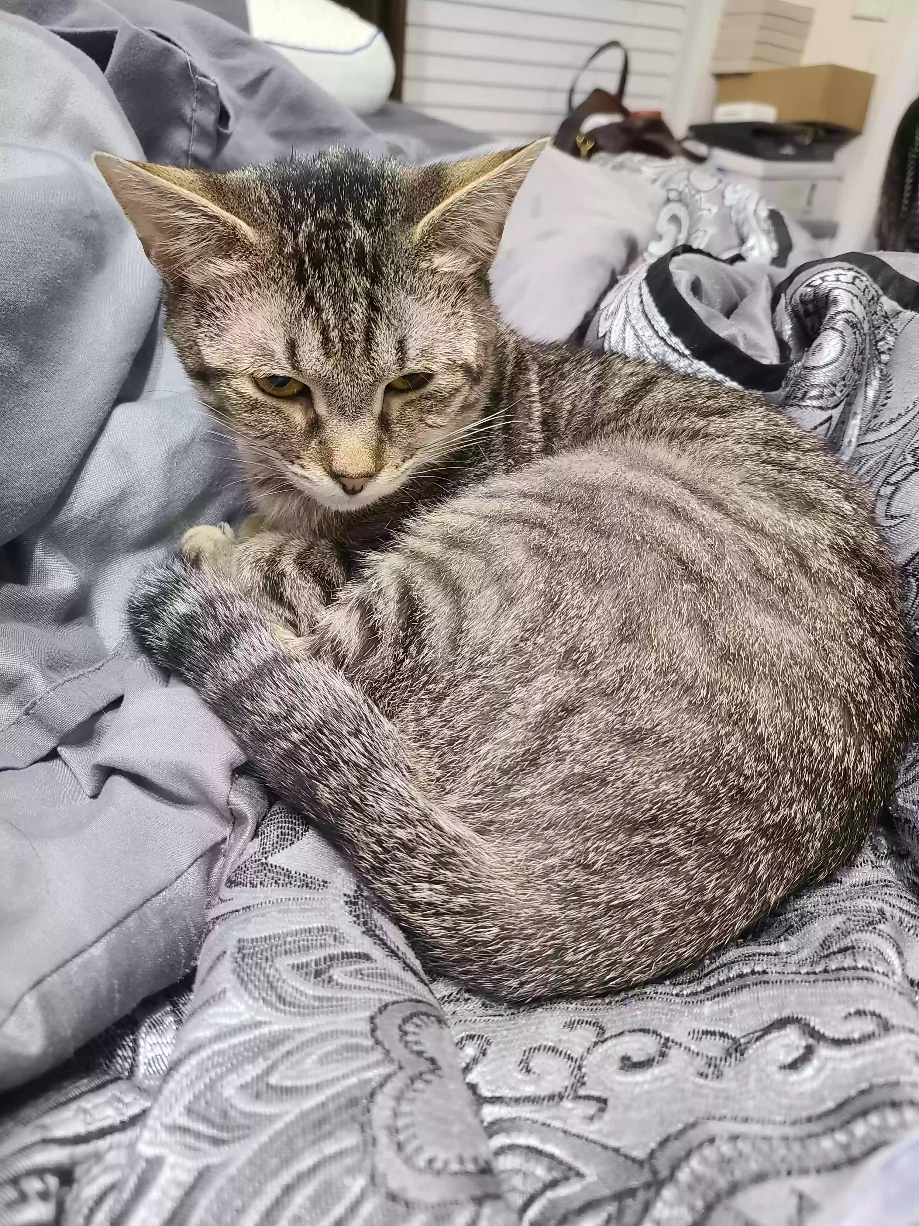 Lost cat in La Vergne, TN, 37086