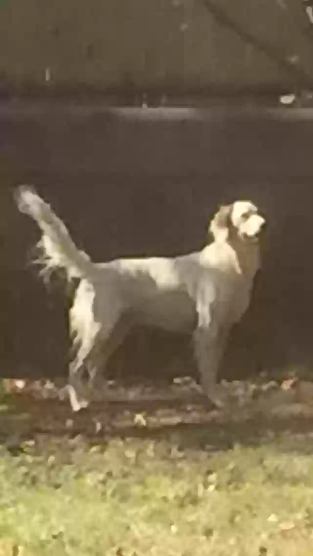Lost dog in Fort Worth, TX, 76118
