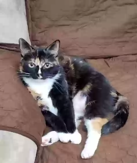 Lost cat in Milwaukee, WI, 53214