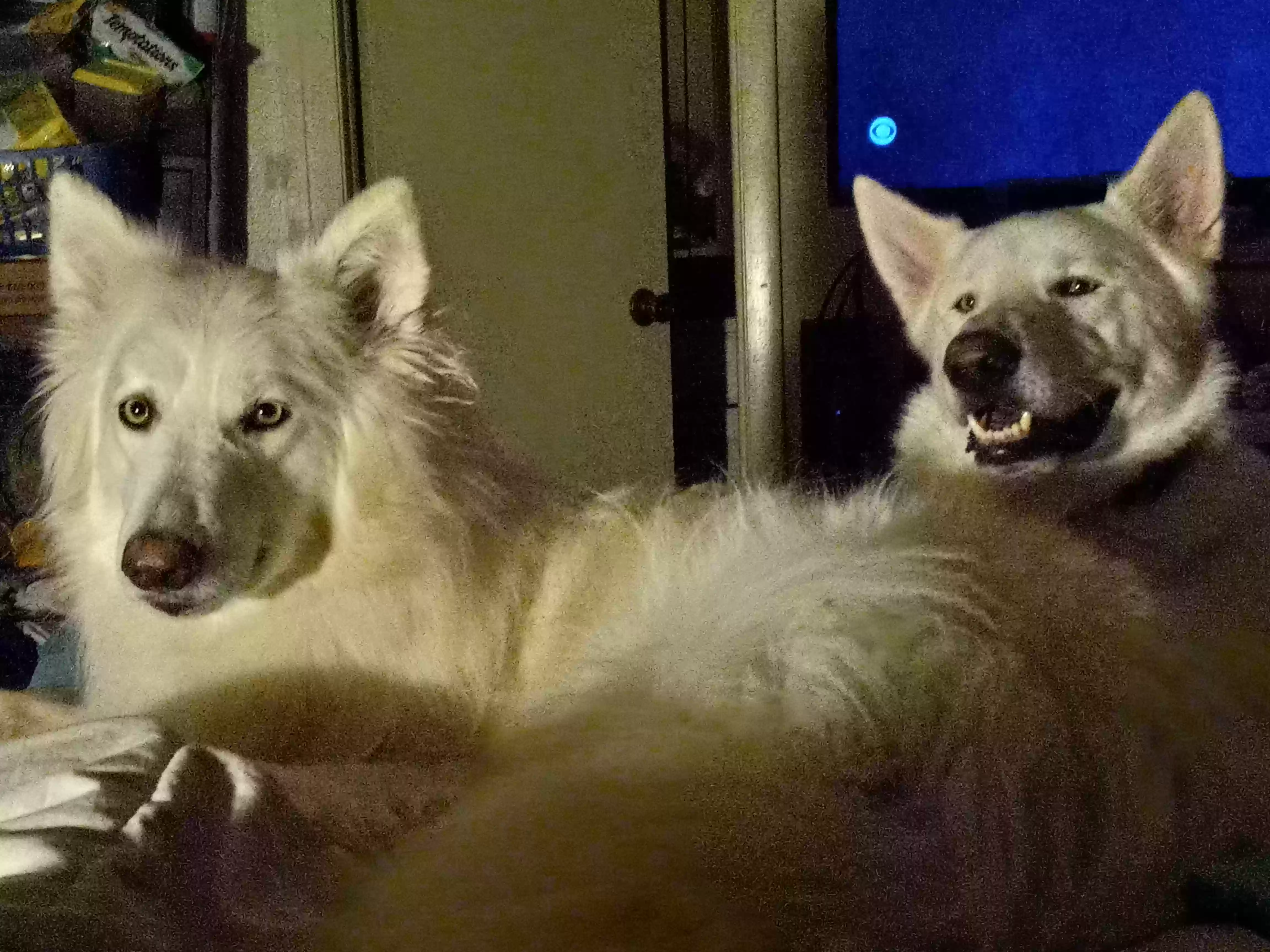 Lost dog in Tampa, FL, 33611