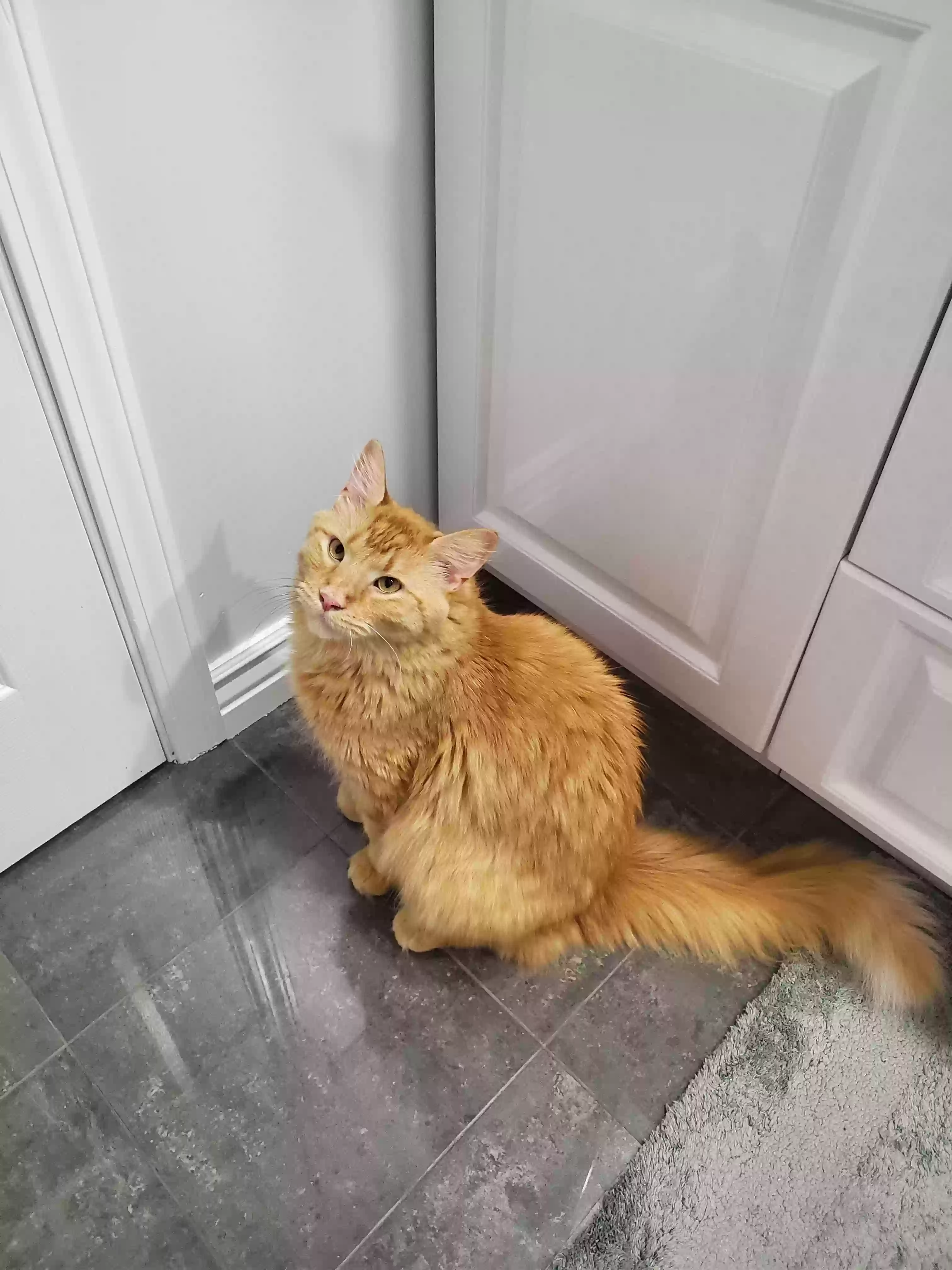 Lost cat in Harwood Heights, IL, 60706