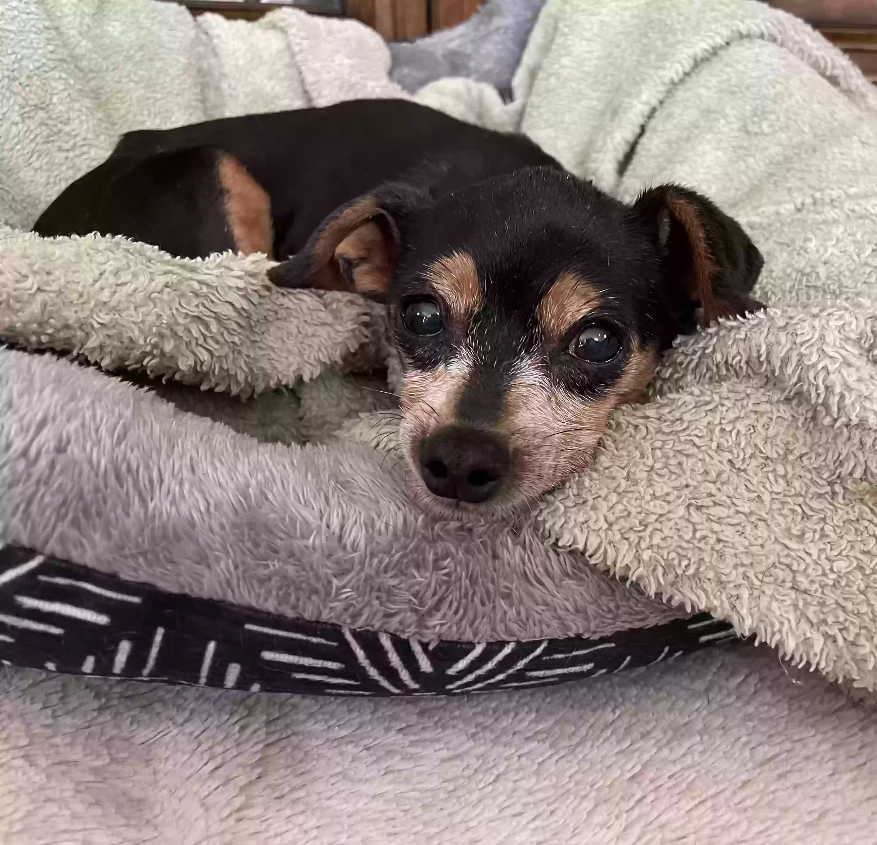 Lost dog in Albuquerque, NM, 87123