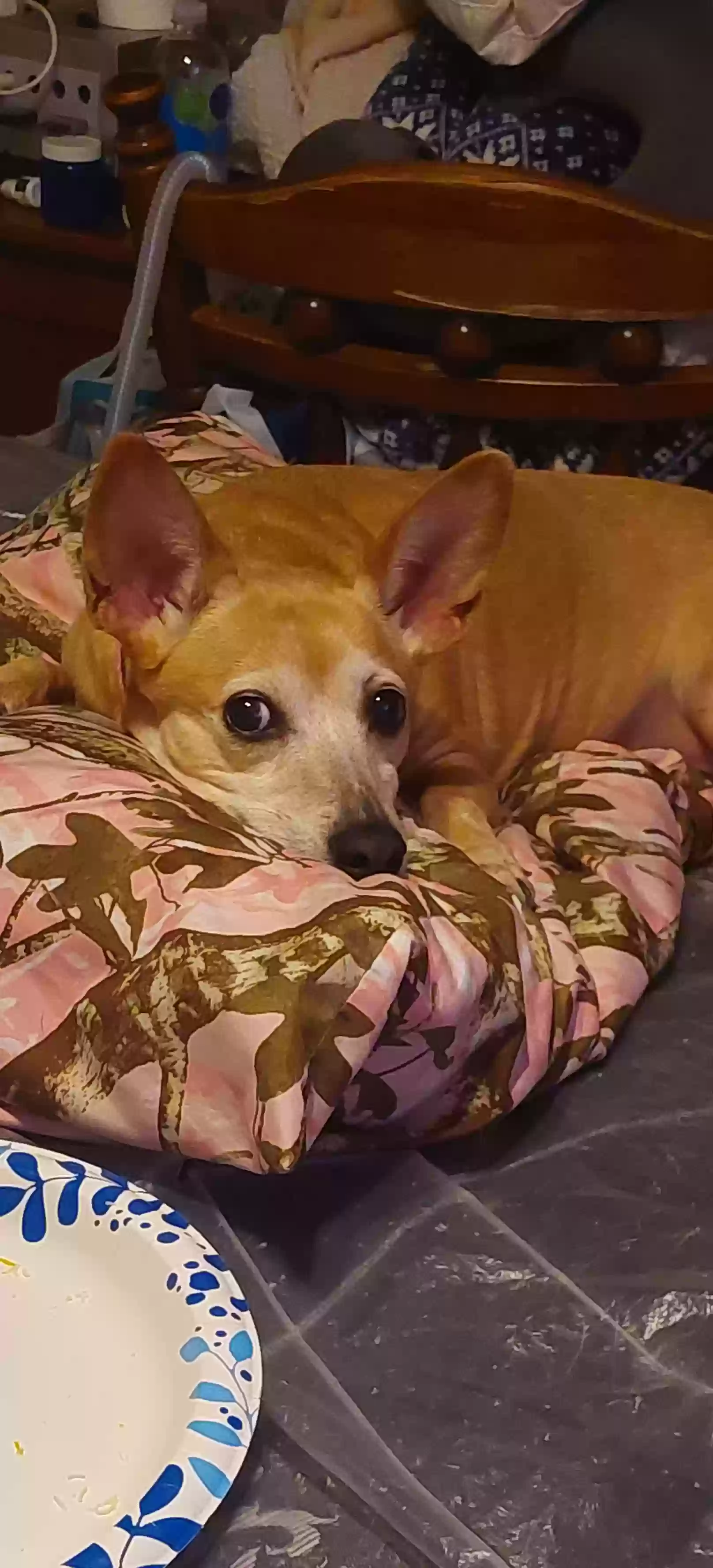Lost dog in Fort Worth, TX, 76108