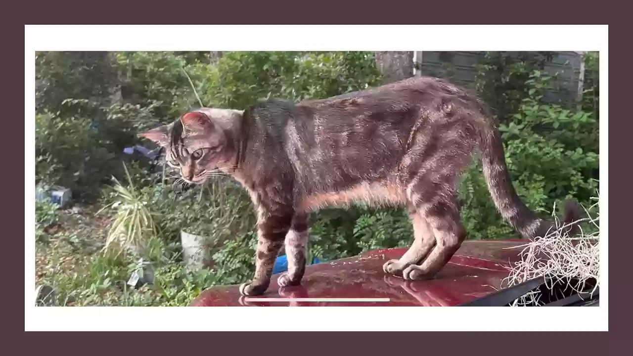 Lost cat in Tampa, FL, 33625