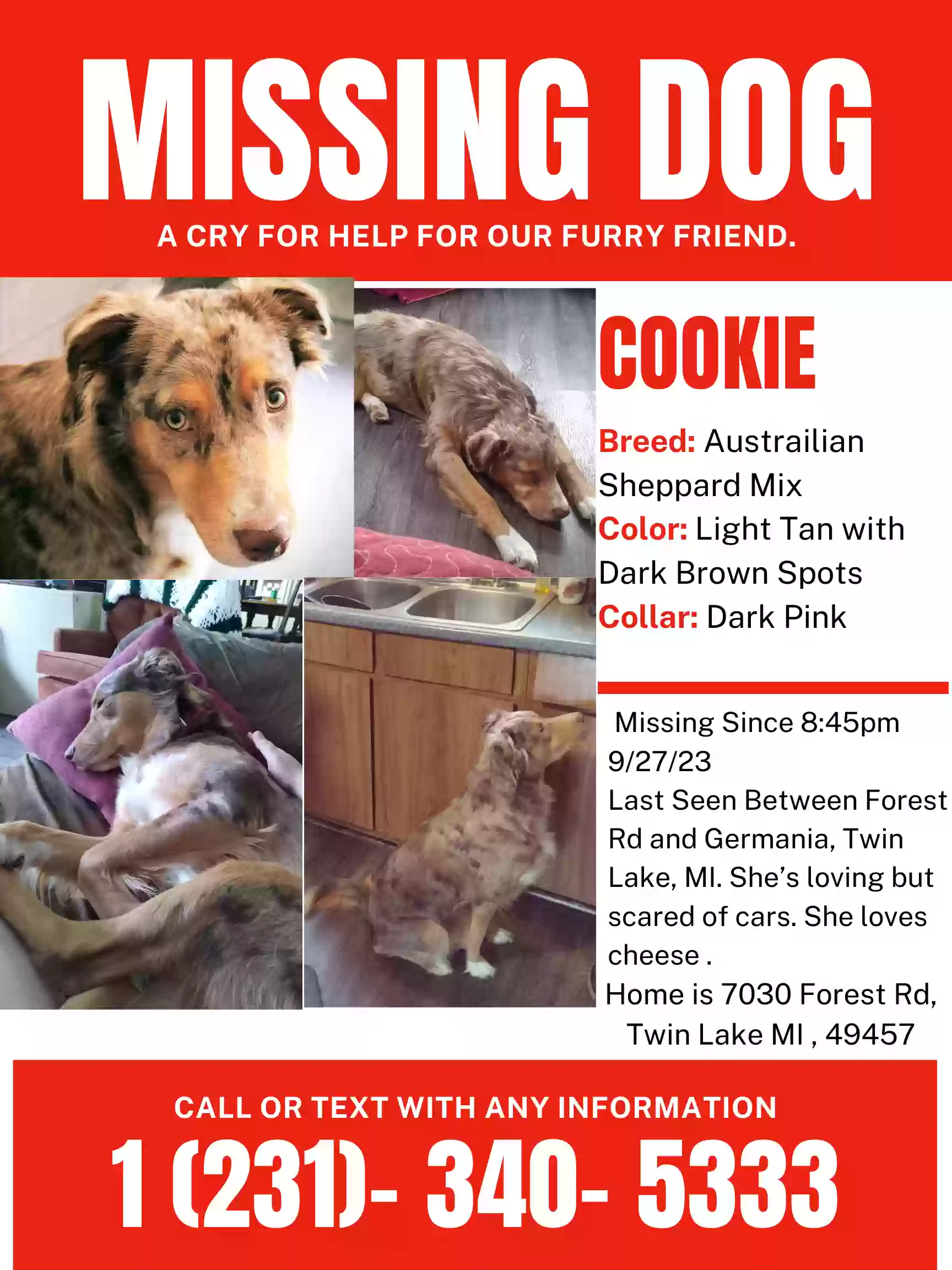 Lost dog in Twin Lake, MI, 49457
