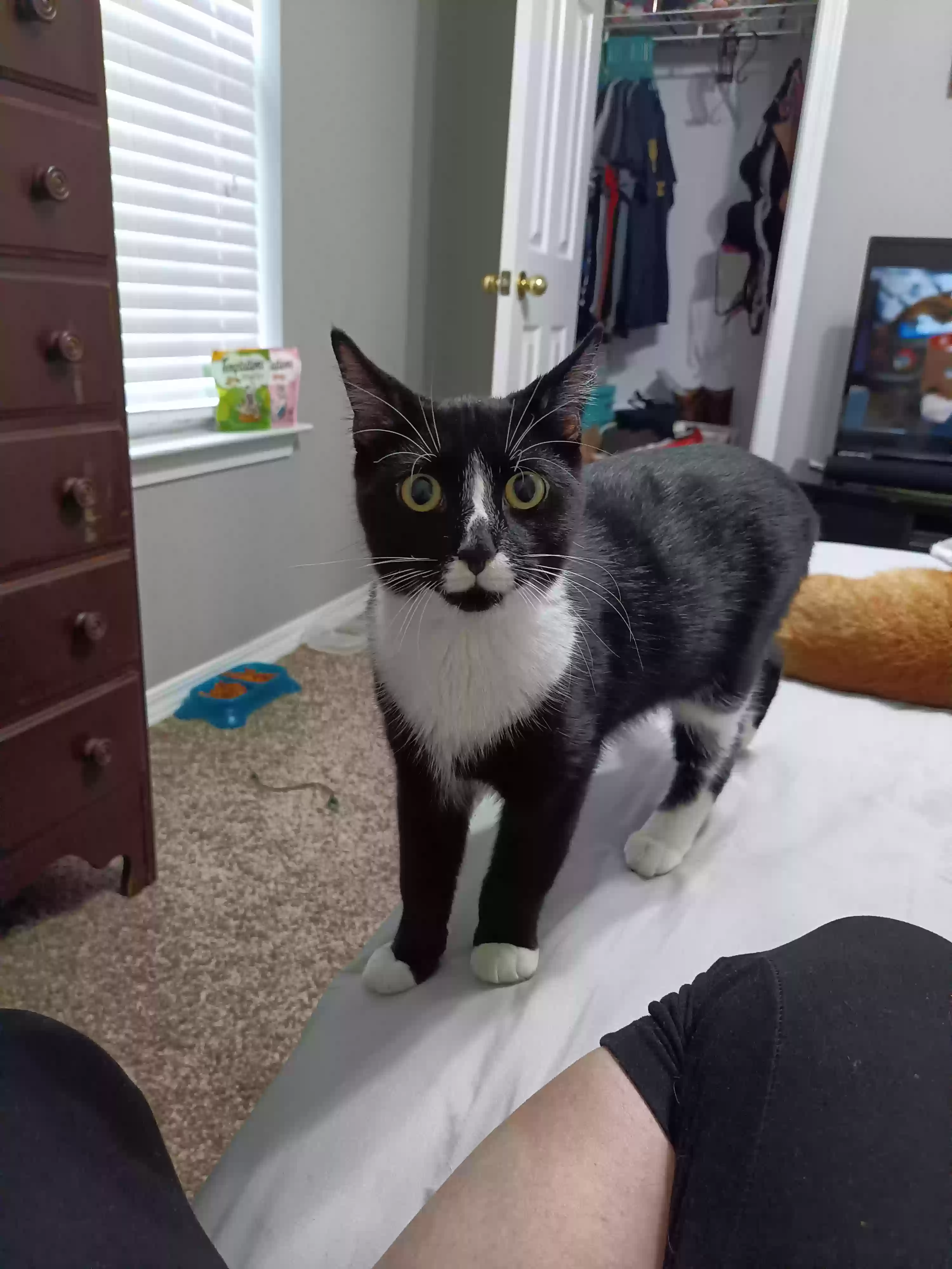 Lost cat in Mobile, AL, 36608