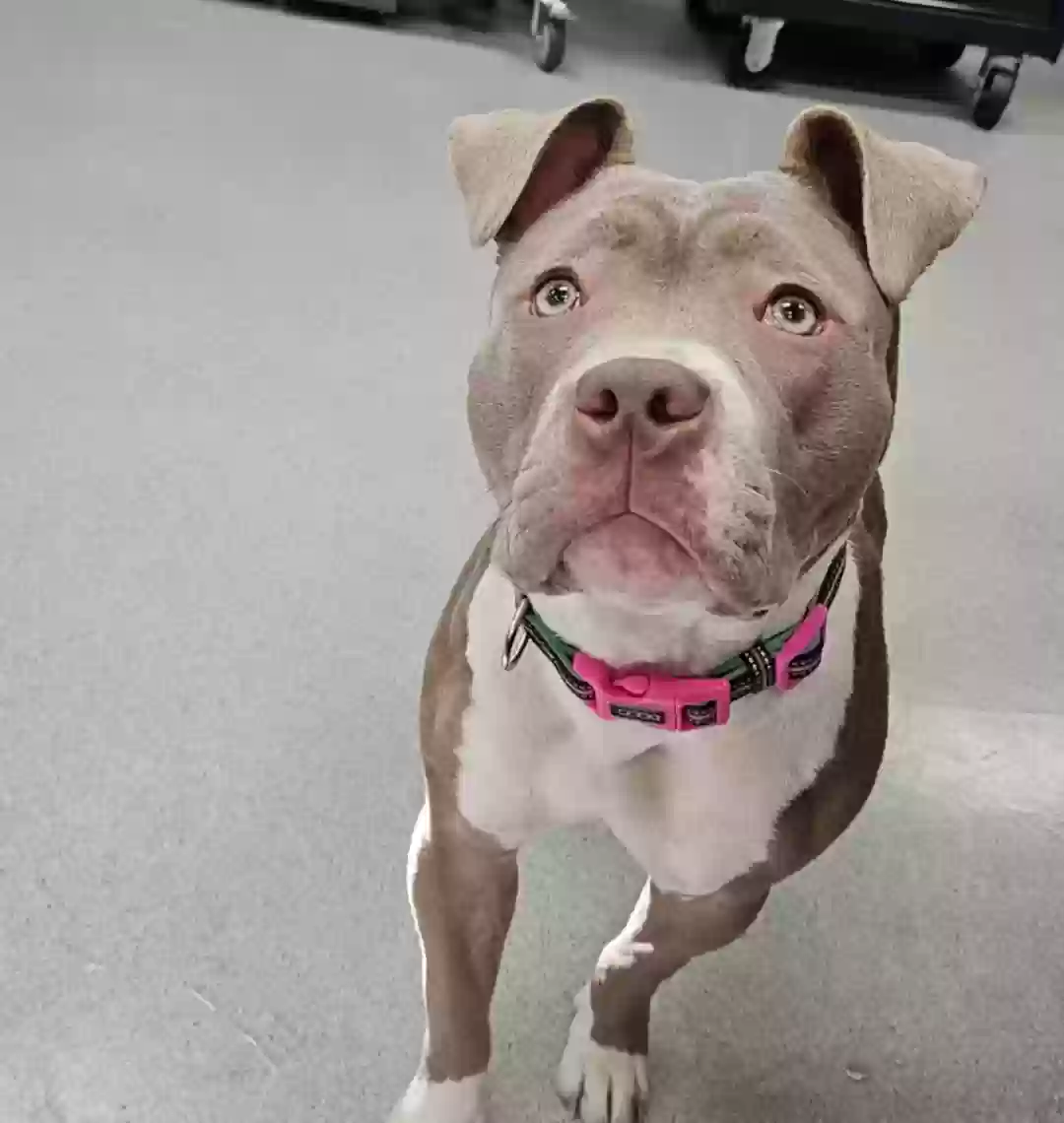 Lost dog in Columbus, OH, 43230