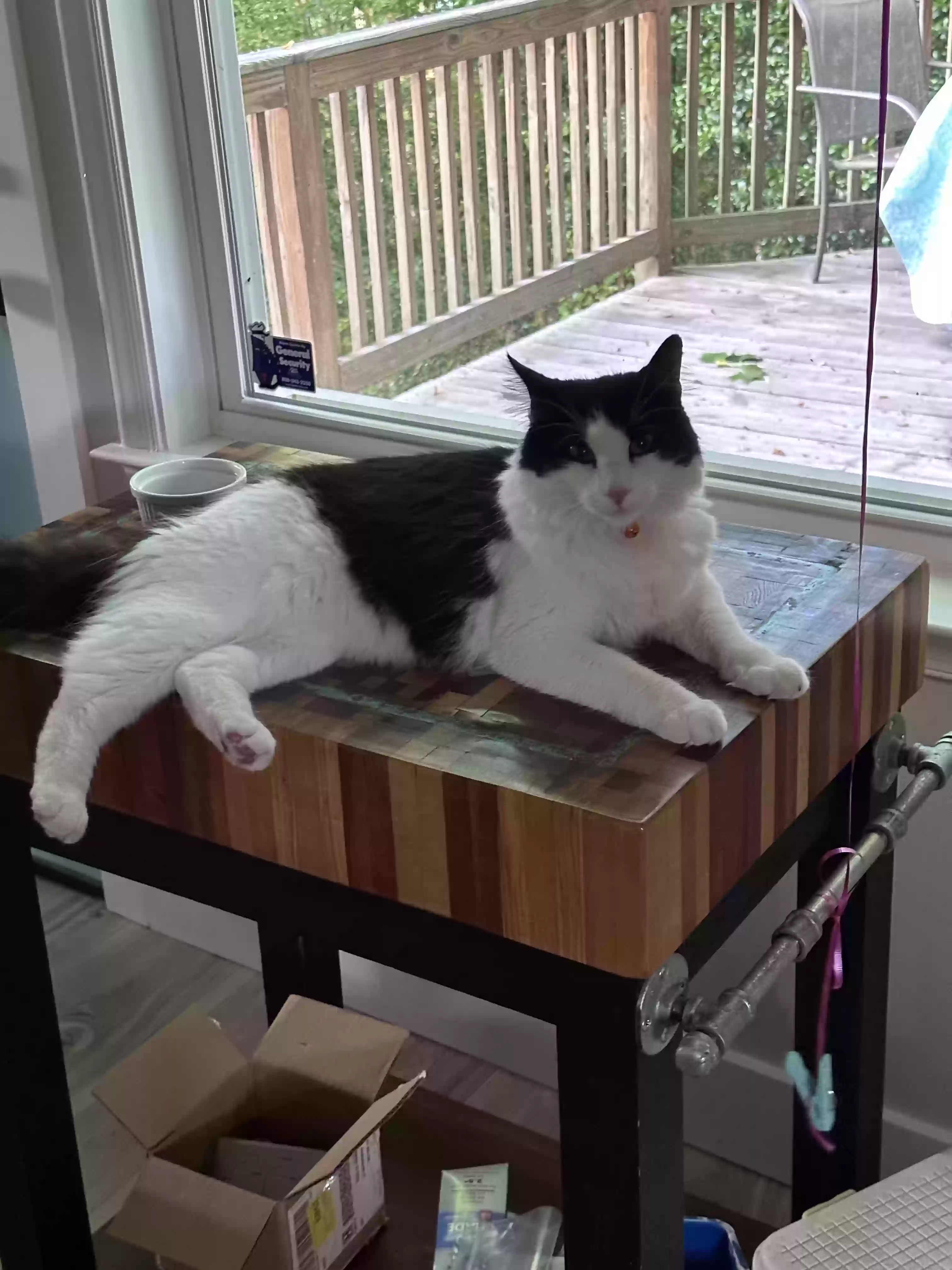 Lost cat in Richmond, VA, 23234
