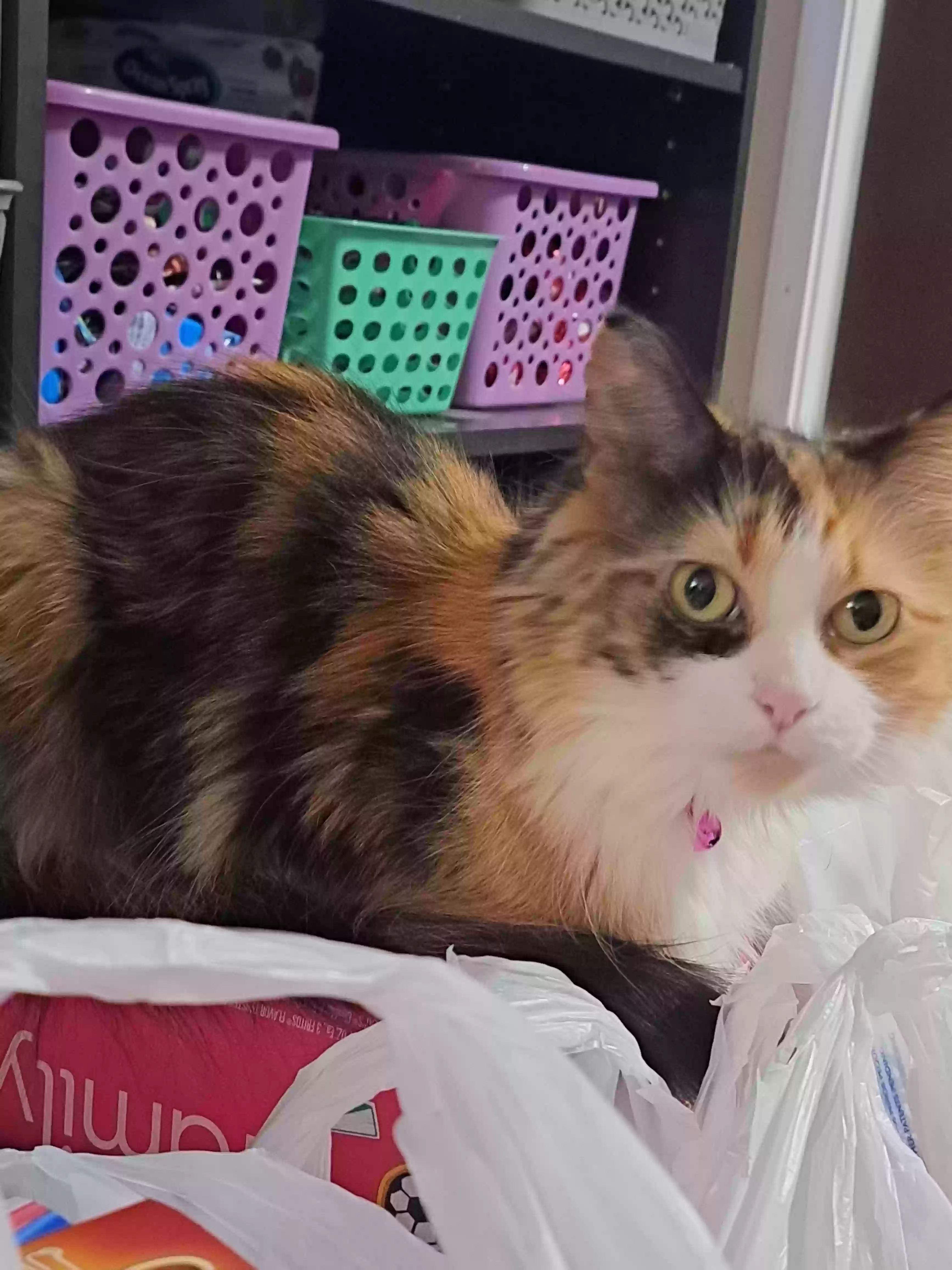 Lost cat in Grand Rapids, MI, 49548