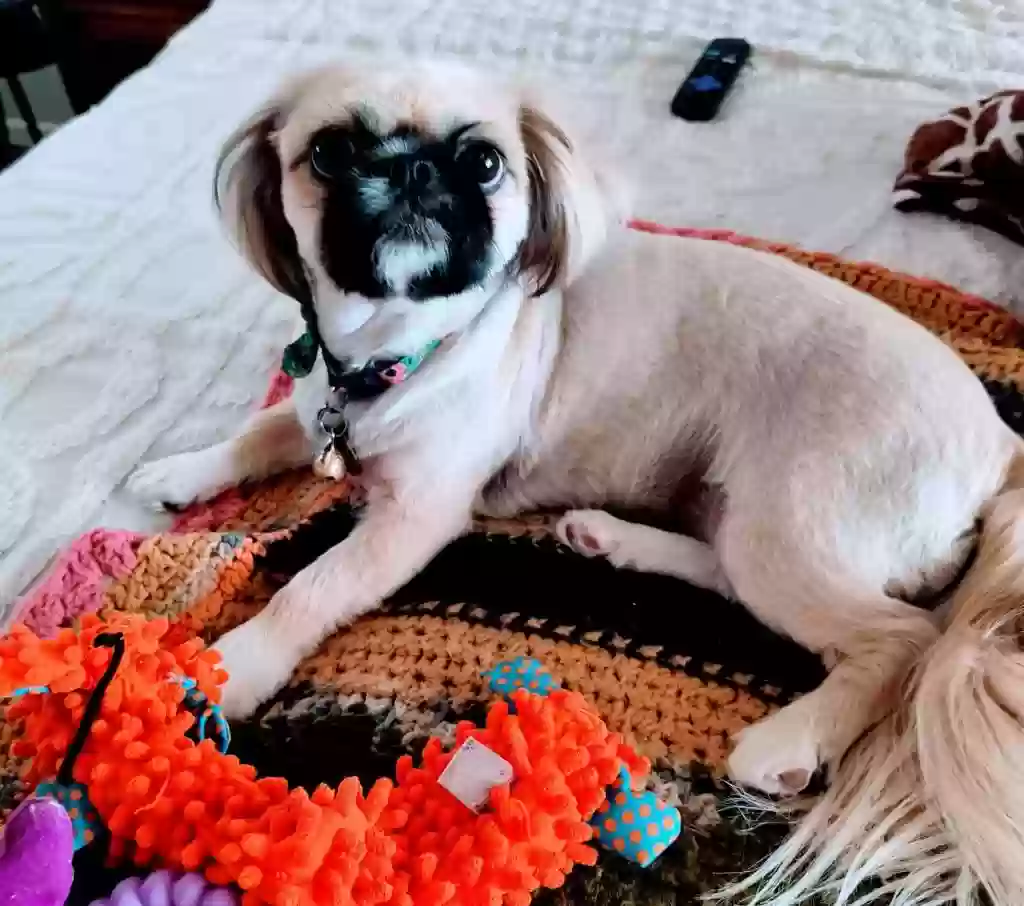 Lost dog in El Paso, TX, 79904