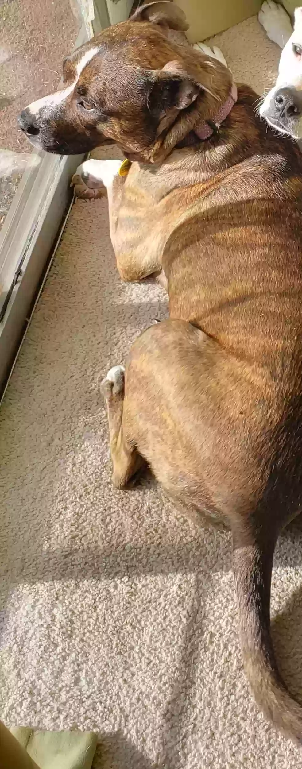 Lost dog in San Antonio, TX, 78247