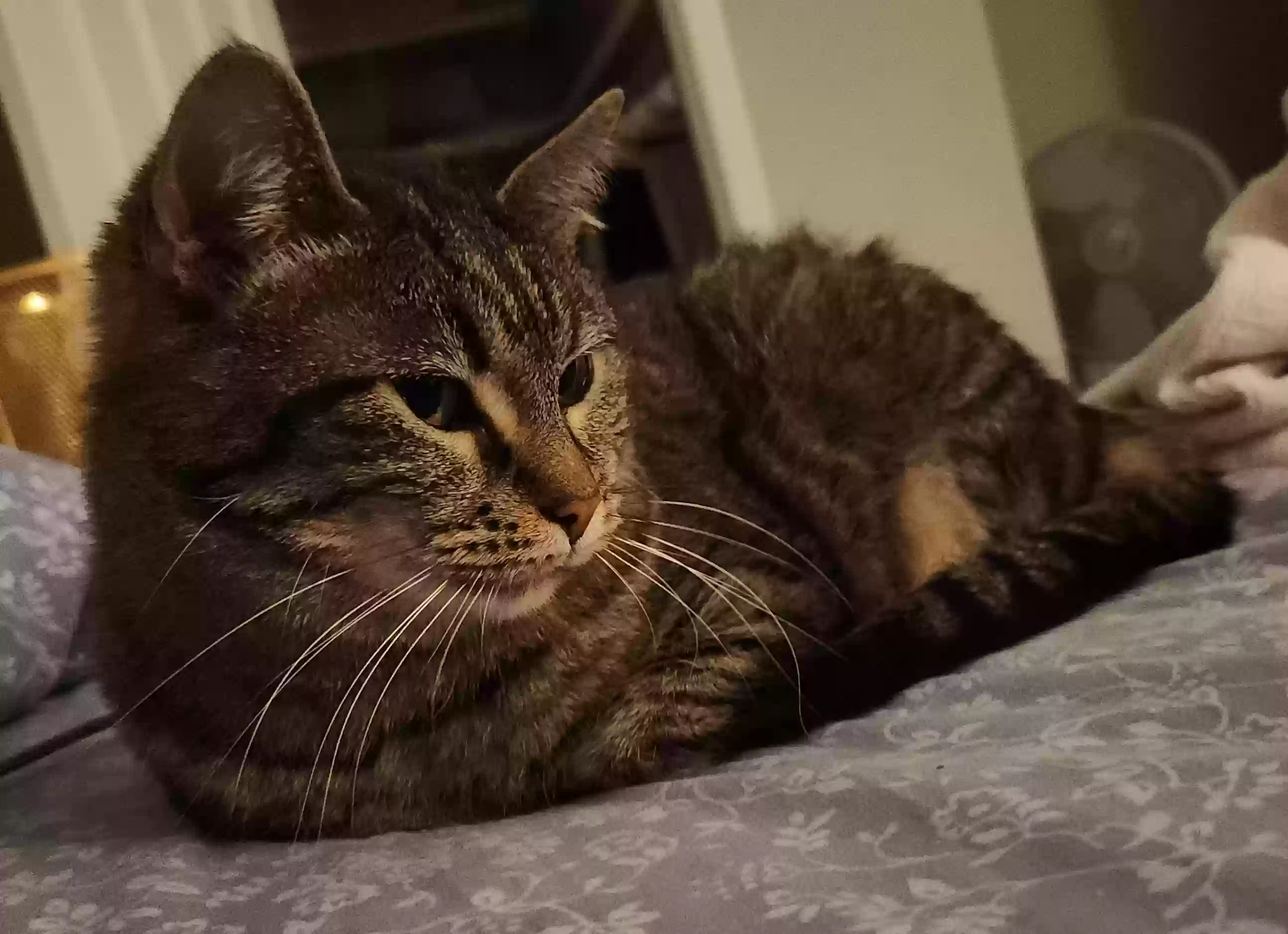 Lost cat in Chesterfield, MO, 63017