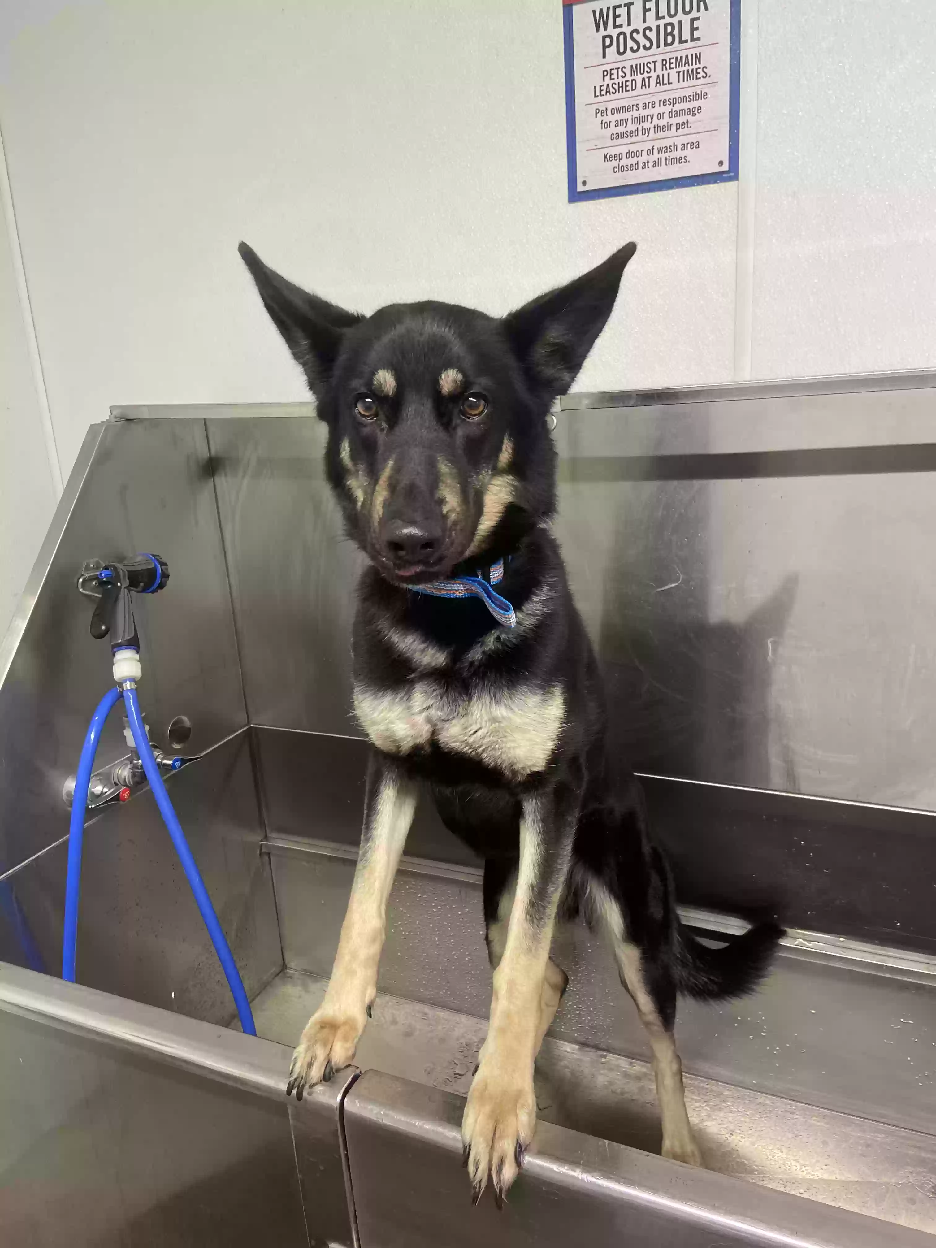 Lost dog in Sacramento, CA, 95841