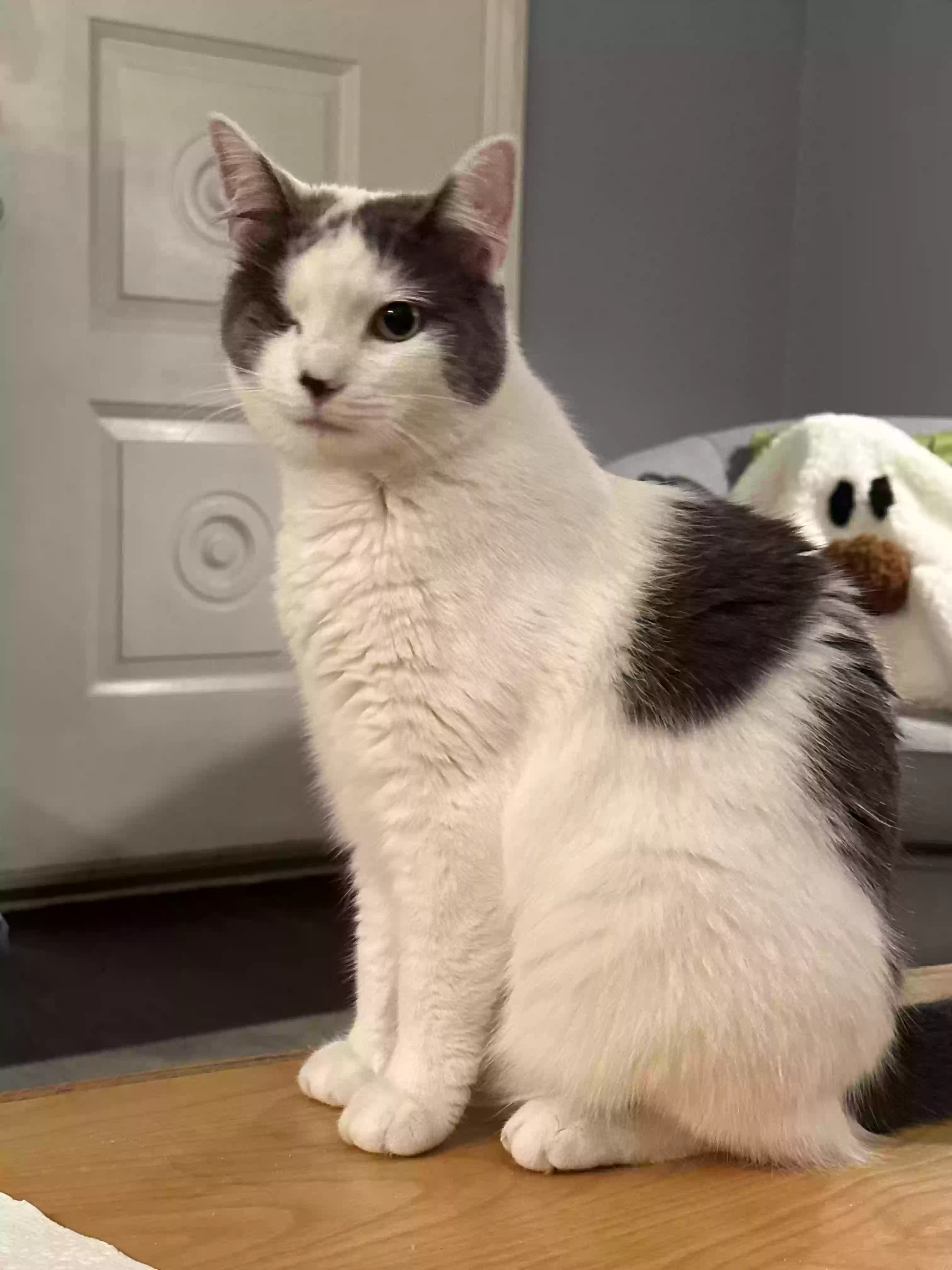 Lost cat in Folsom, PA, 19033