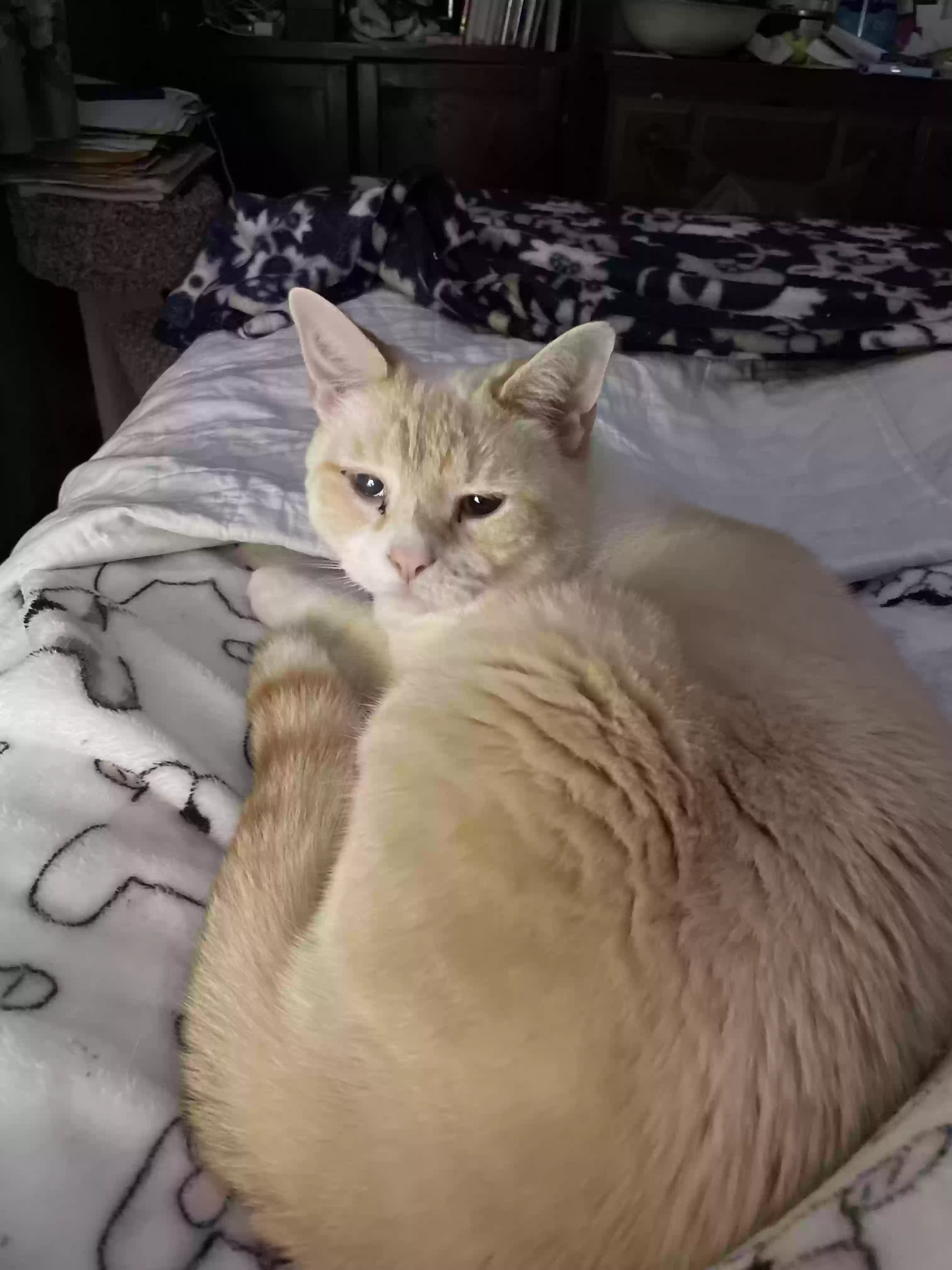 Lost cat in Cameron, NC, 28326