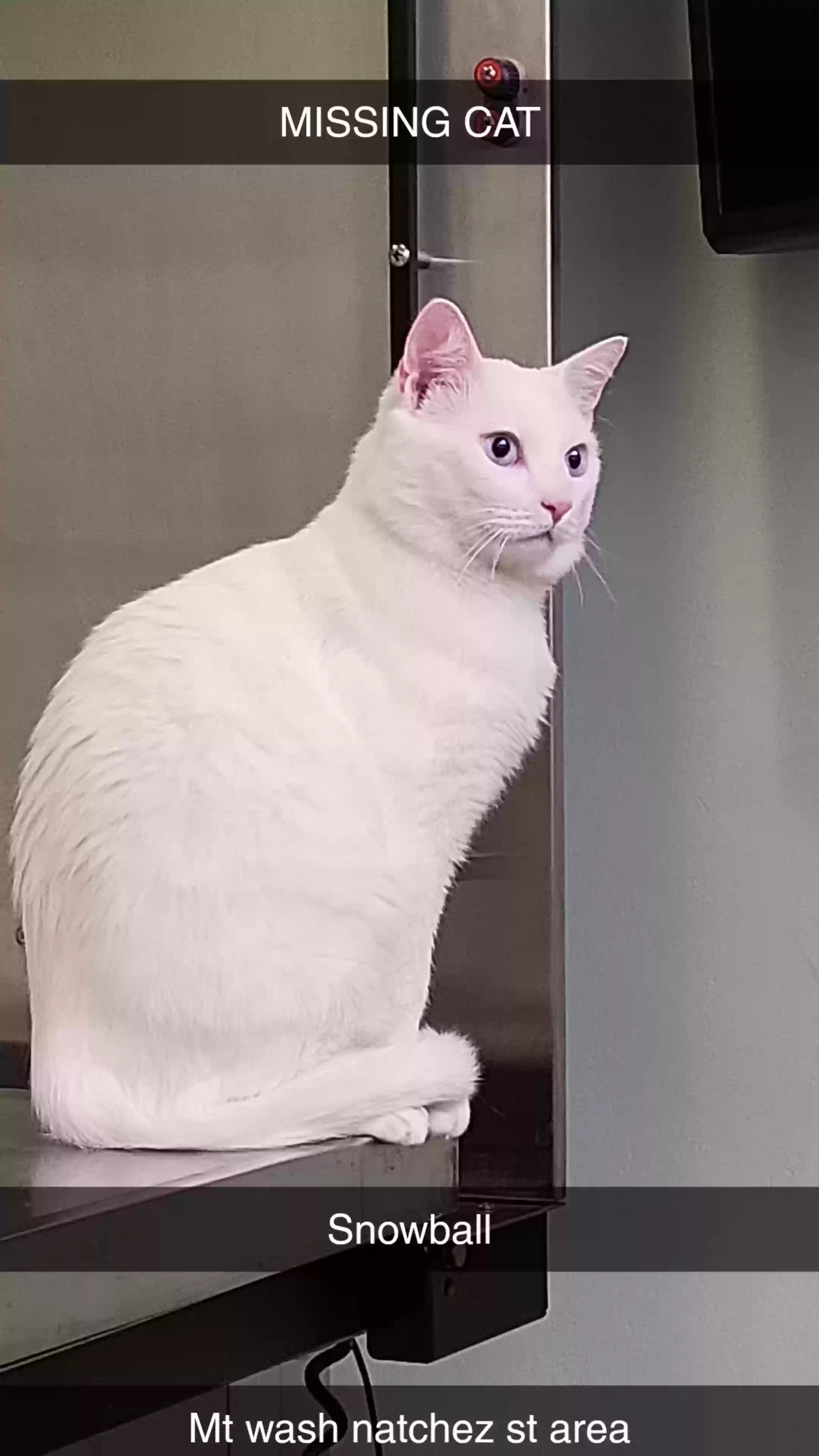 Lost cat in Pittsburgh, PA, 15211