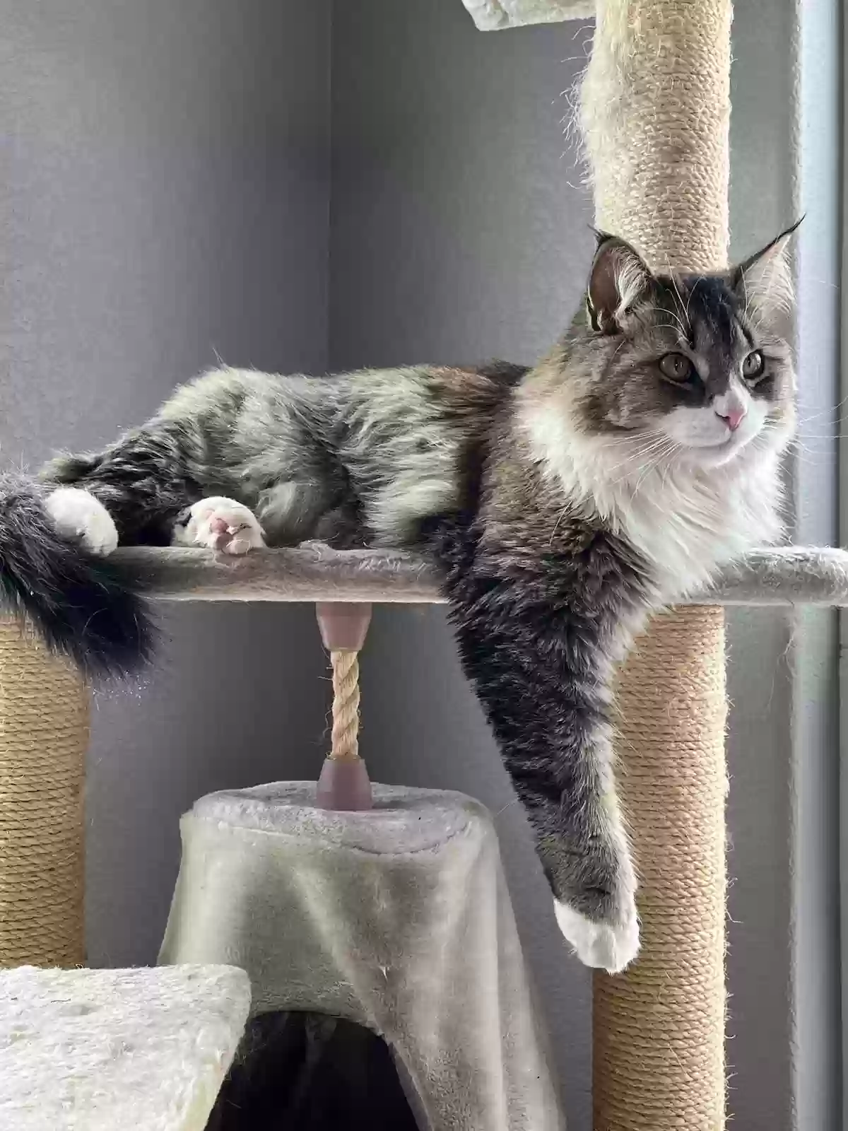 Lost cat in Boulder, CO, 80301