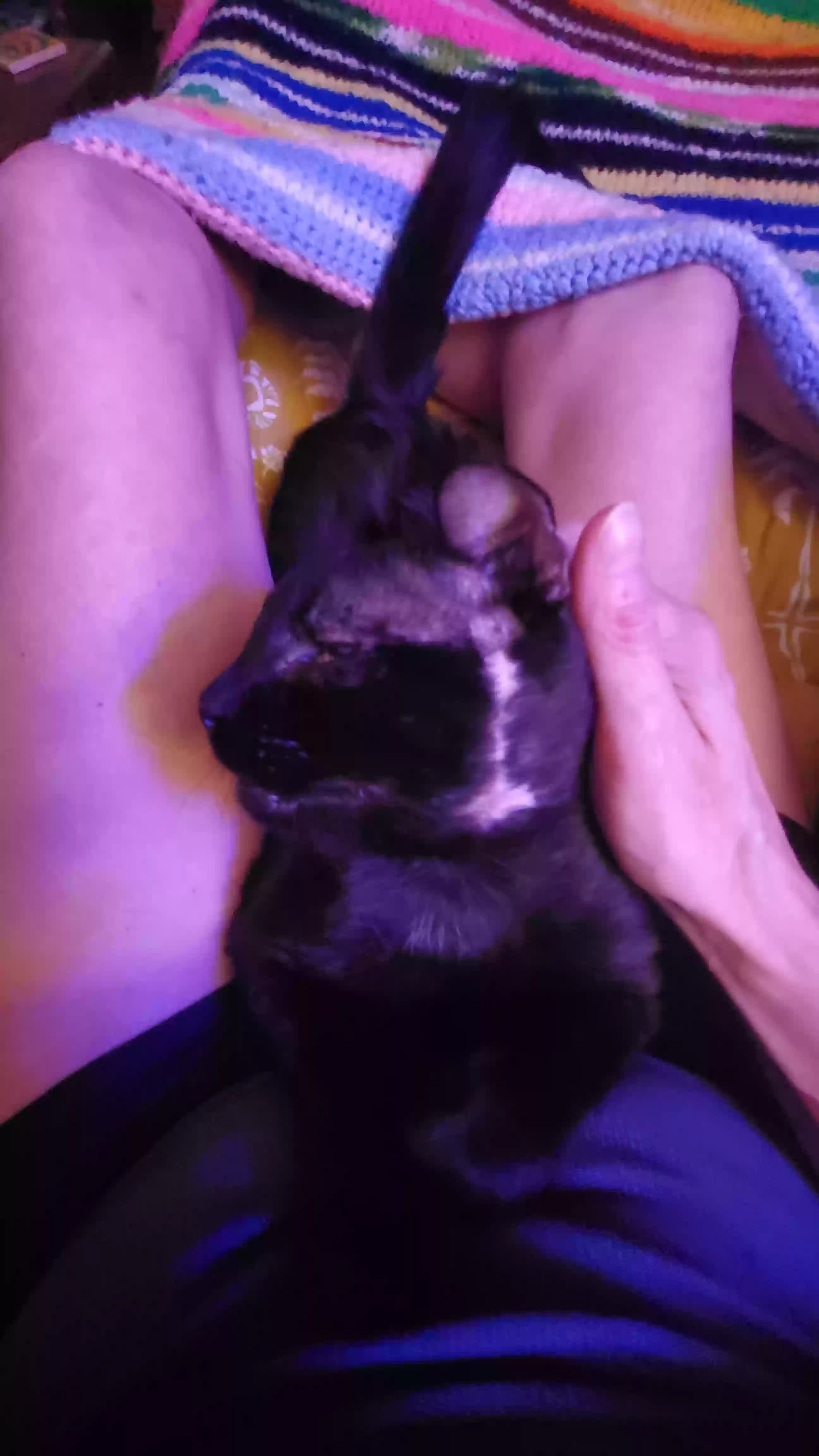 Lost cat in Pensacola, FL, 32501