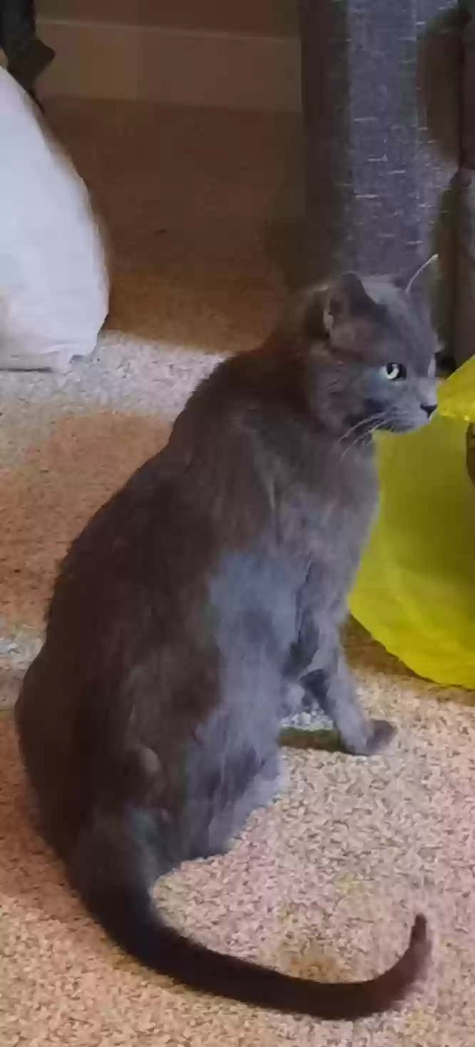 Lost cat in Bountiful, UT, 84010