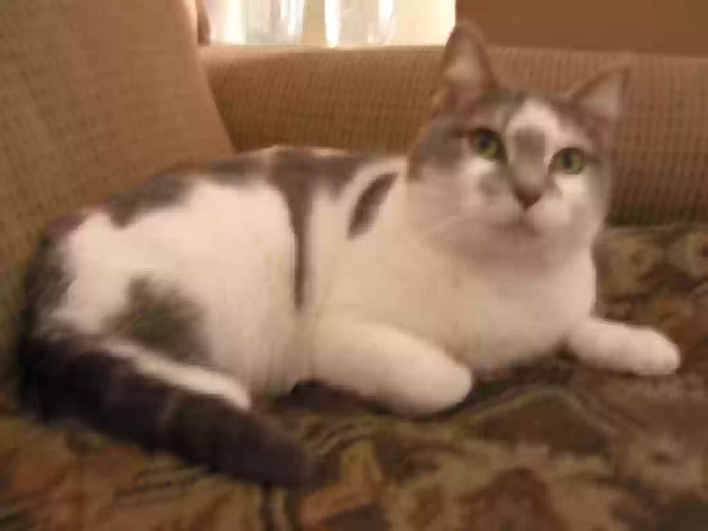 Lost cat in Port Huron, MI, 48060