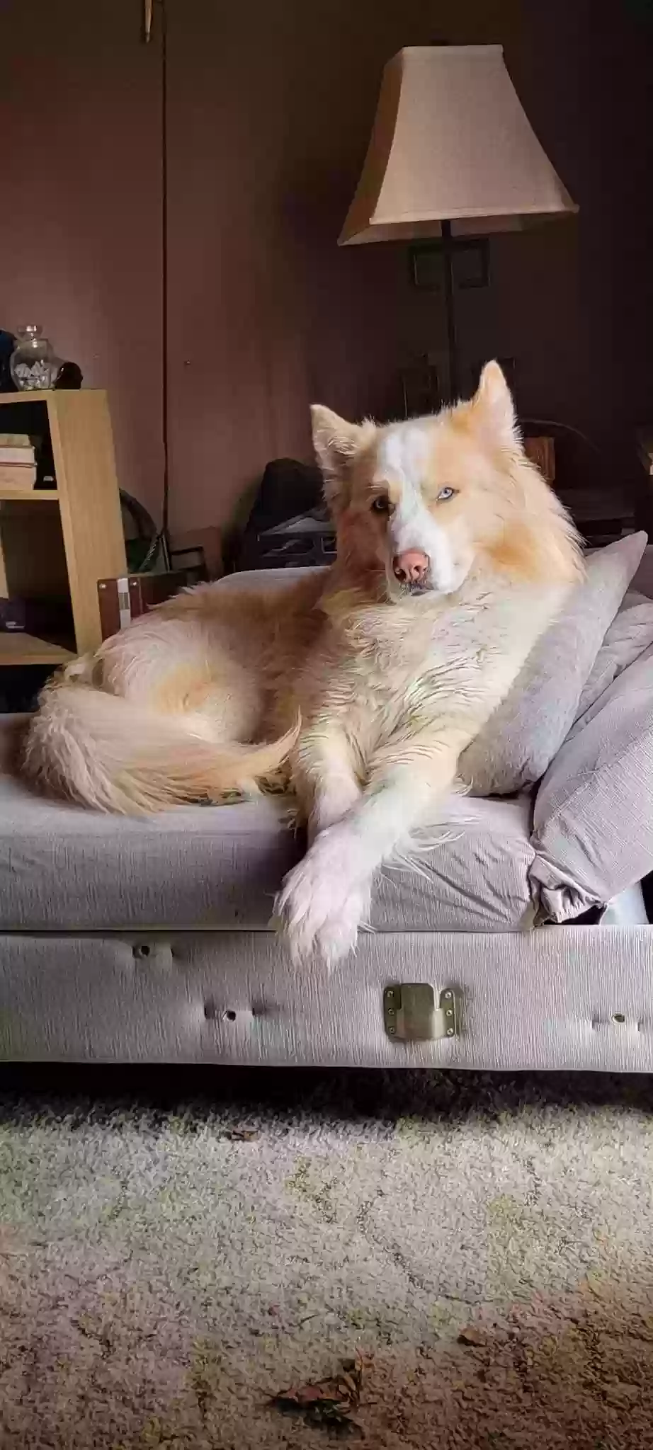 Lost dog in Willingboro, NJ, 8046