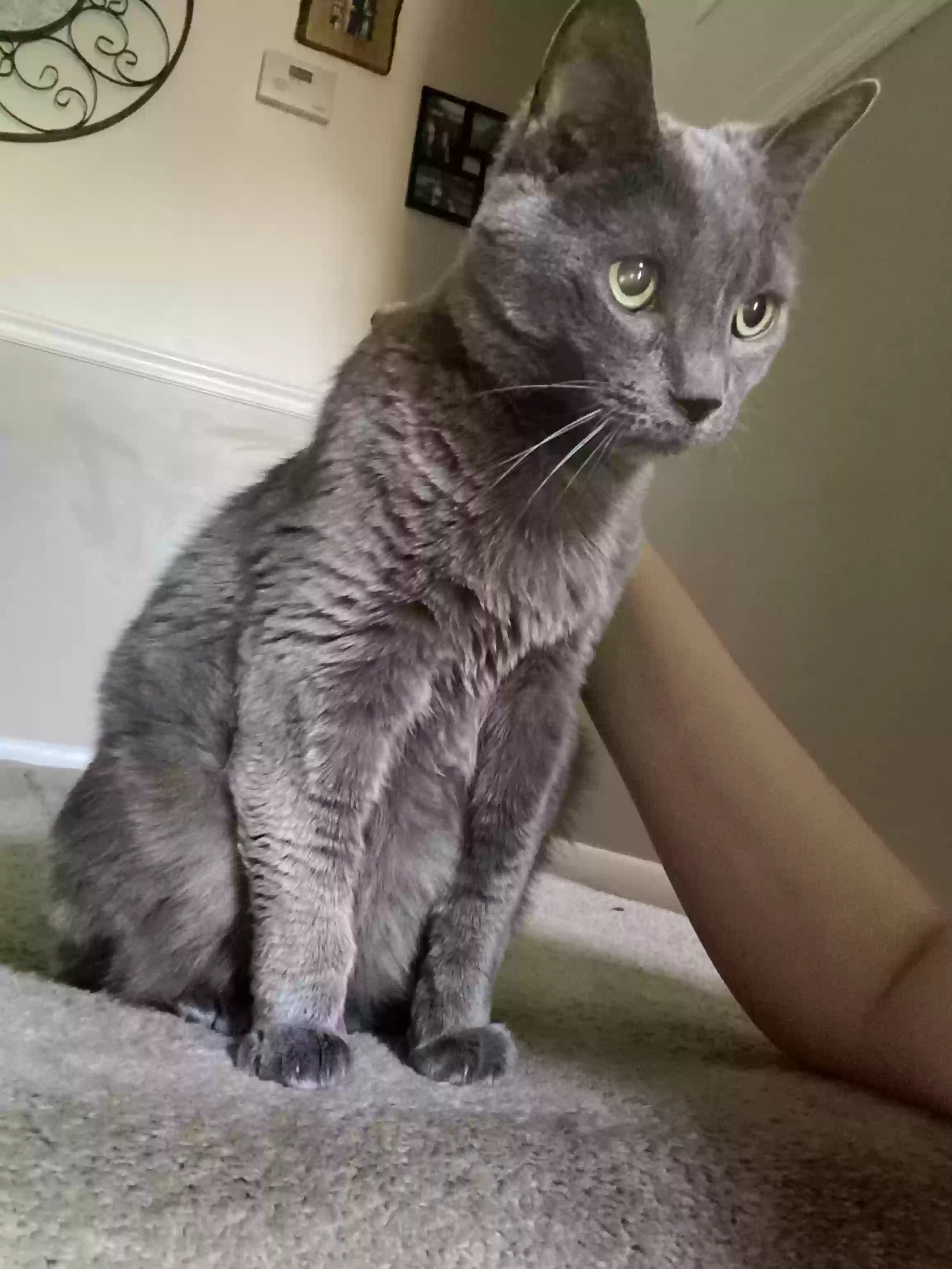 Lost cat in Glen Burnie, MD, 21060