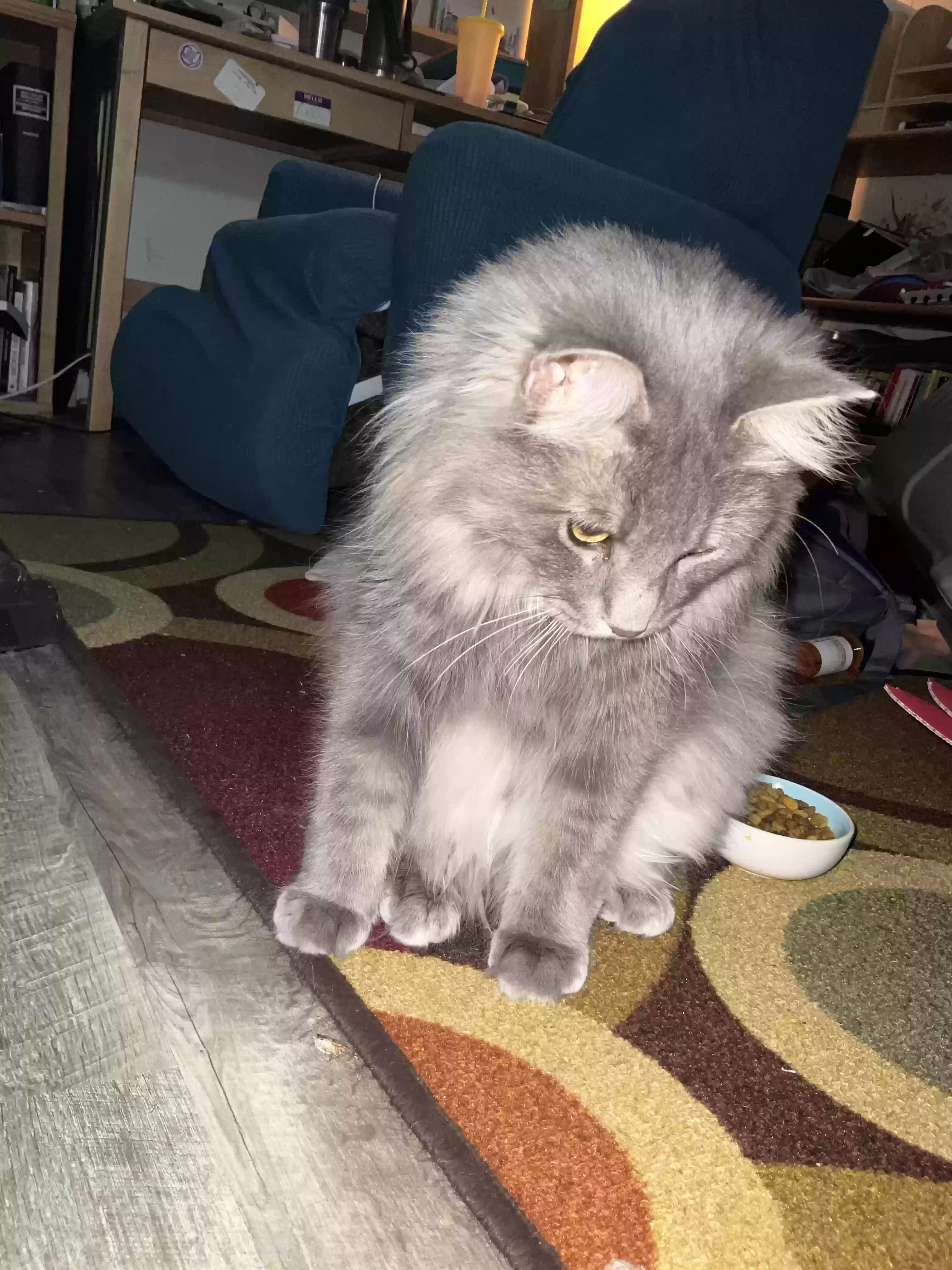 Lost cat in Kent, OH, 44240
