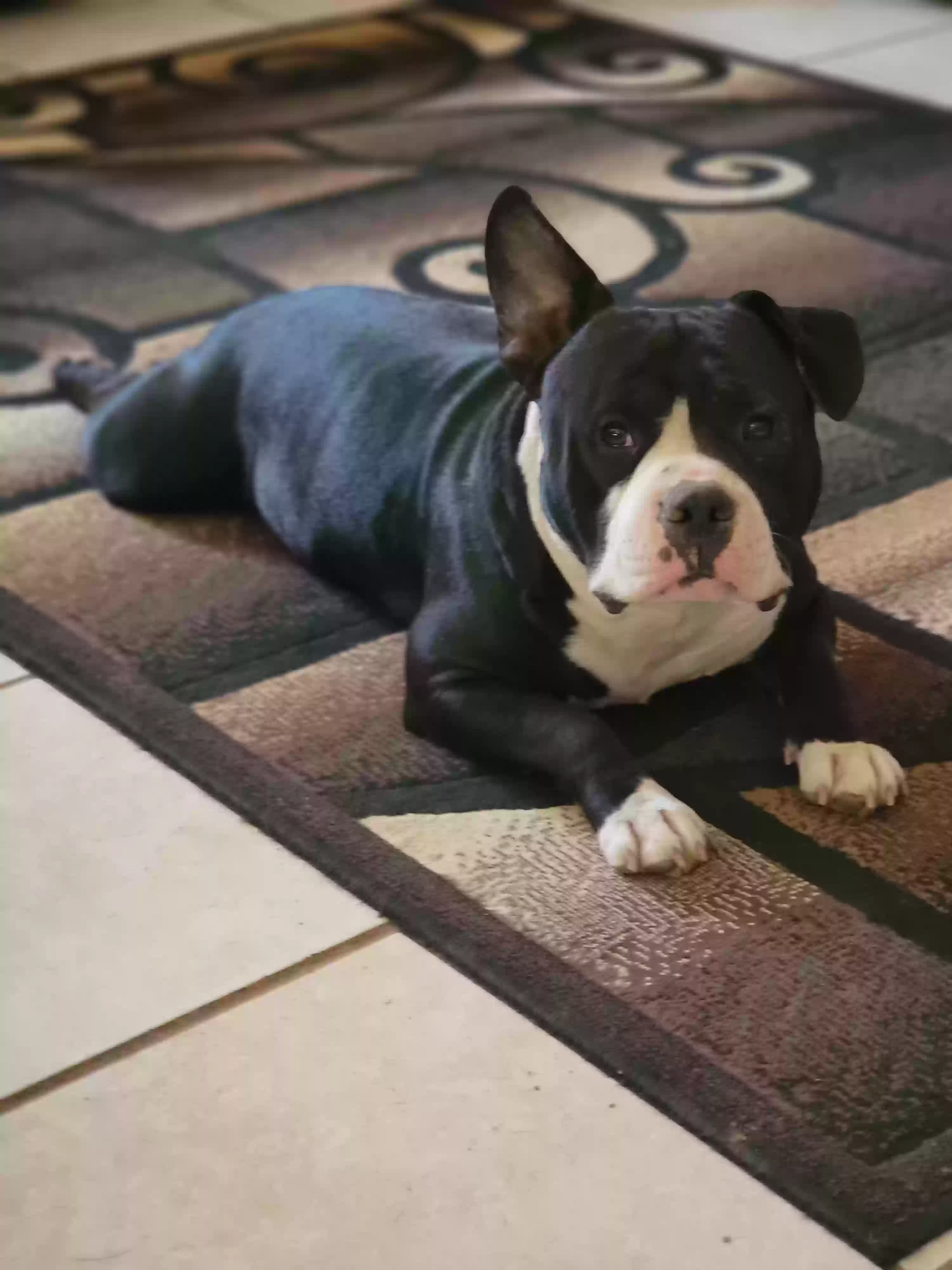 Lost dog in Albuquerque, NM, 87113