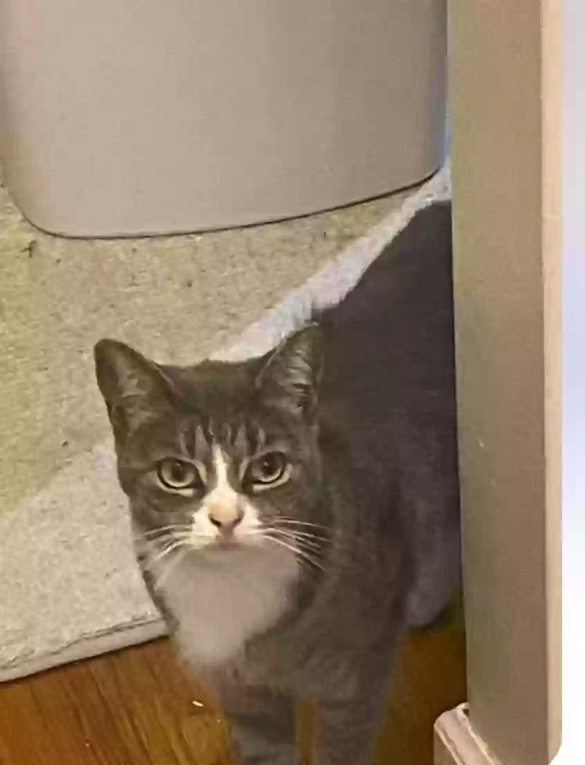 Lost cat in Detroit, MI, 48228