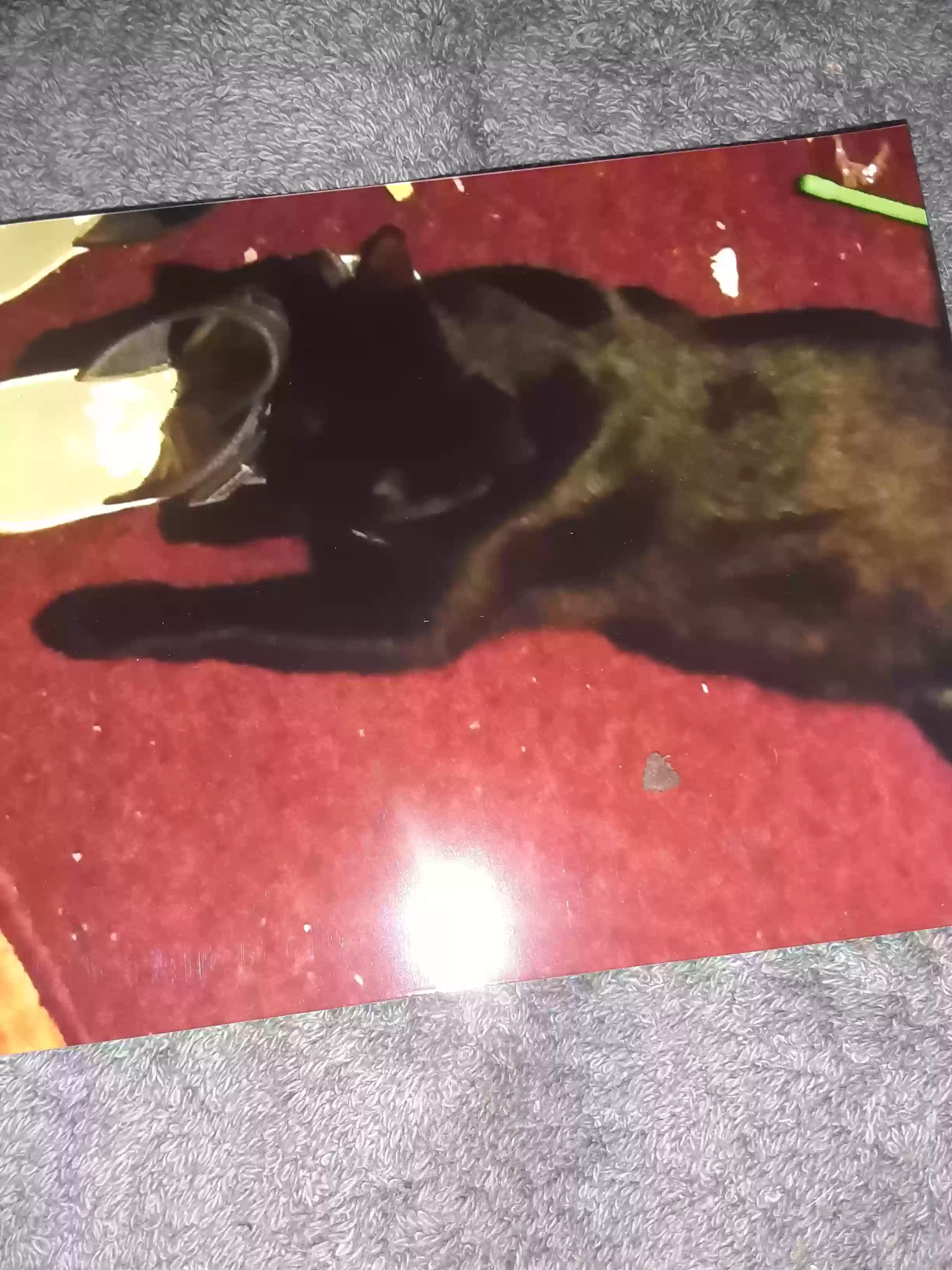 Lost cat in Wareham, MA, 2571