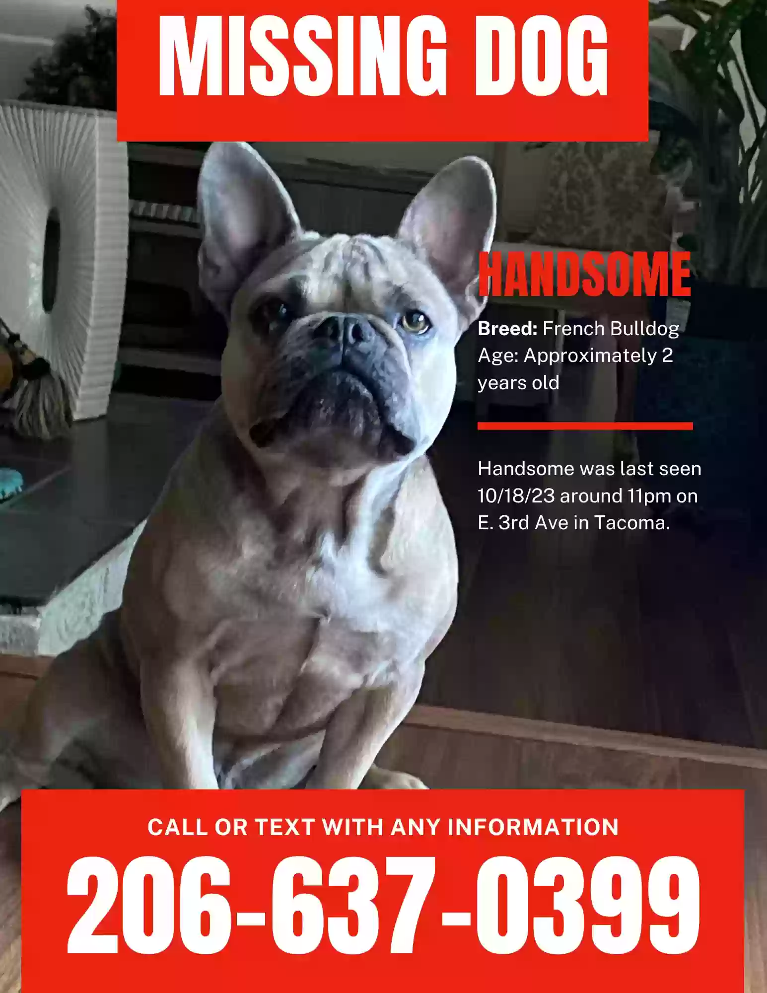 Lost dog in Tacoma, WA, 98406