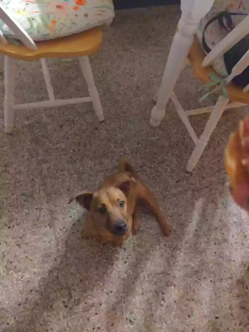 Lost dog in Orlando, FL, 32806