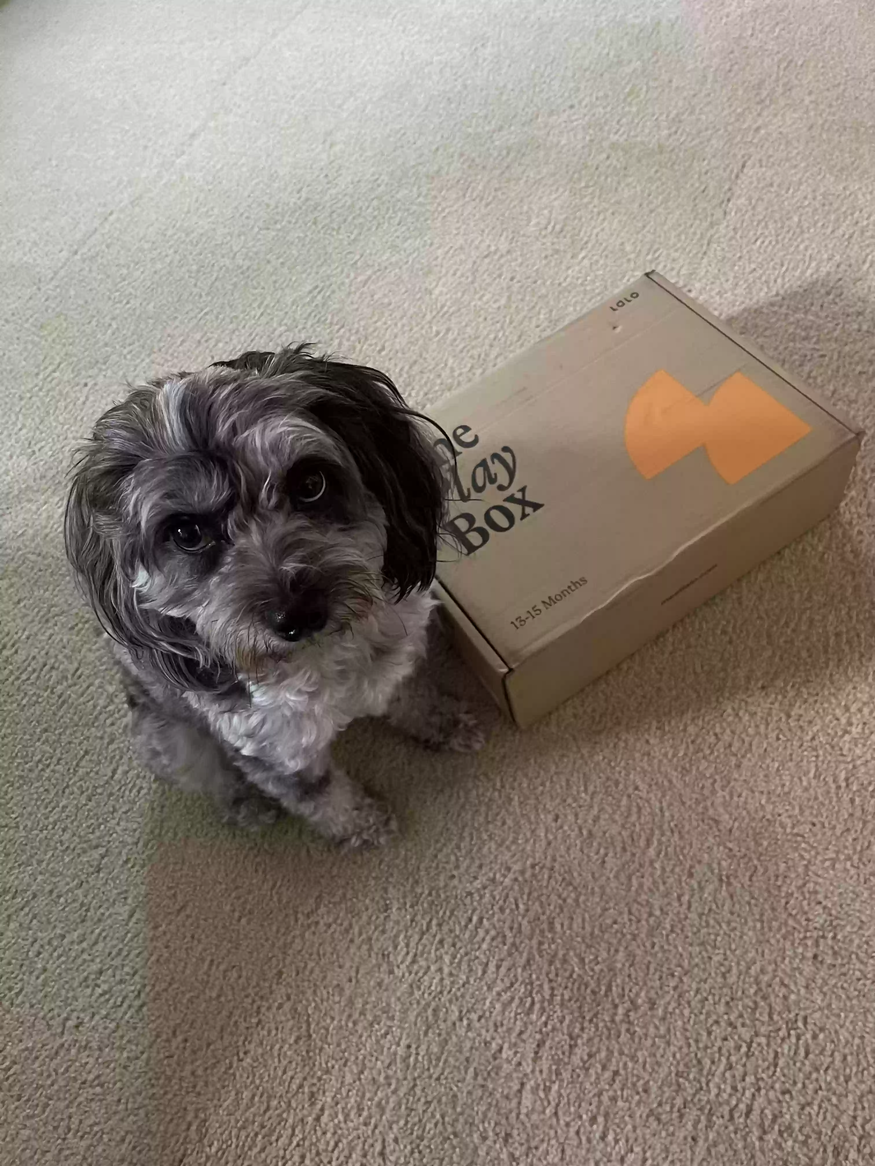 Lost dog in Kent, WA, 98030