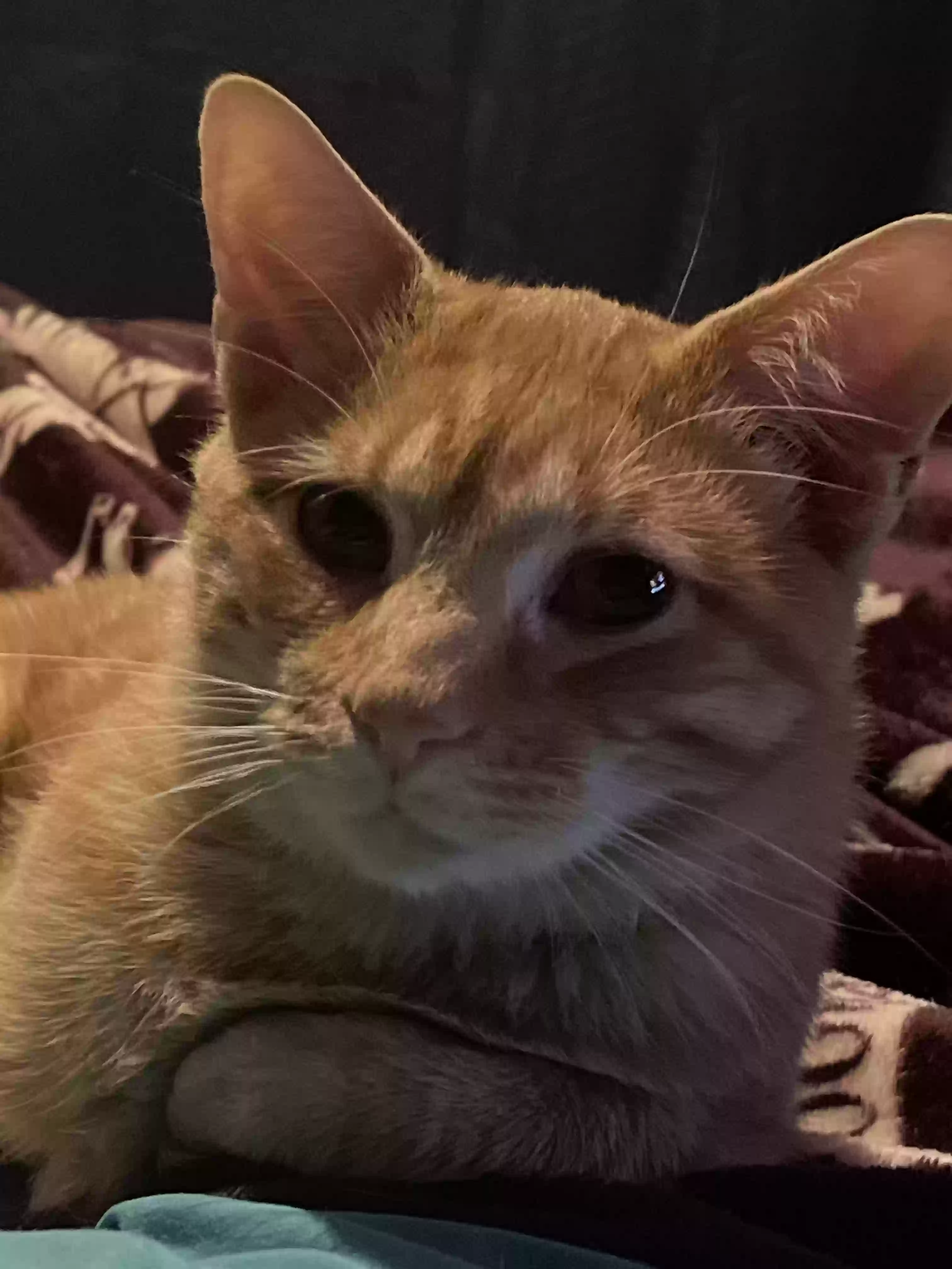 Lost cat in Cincinnati, OH, 45255