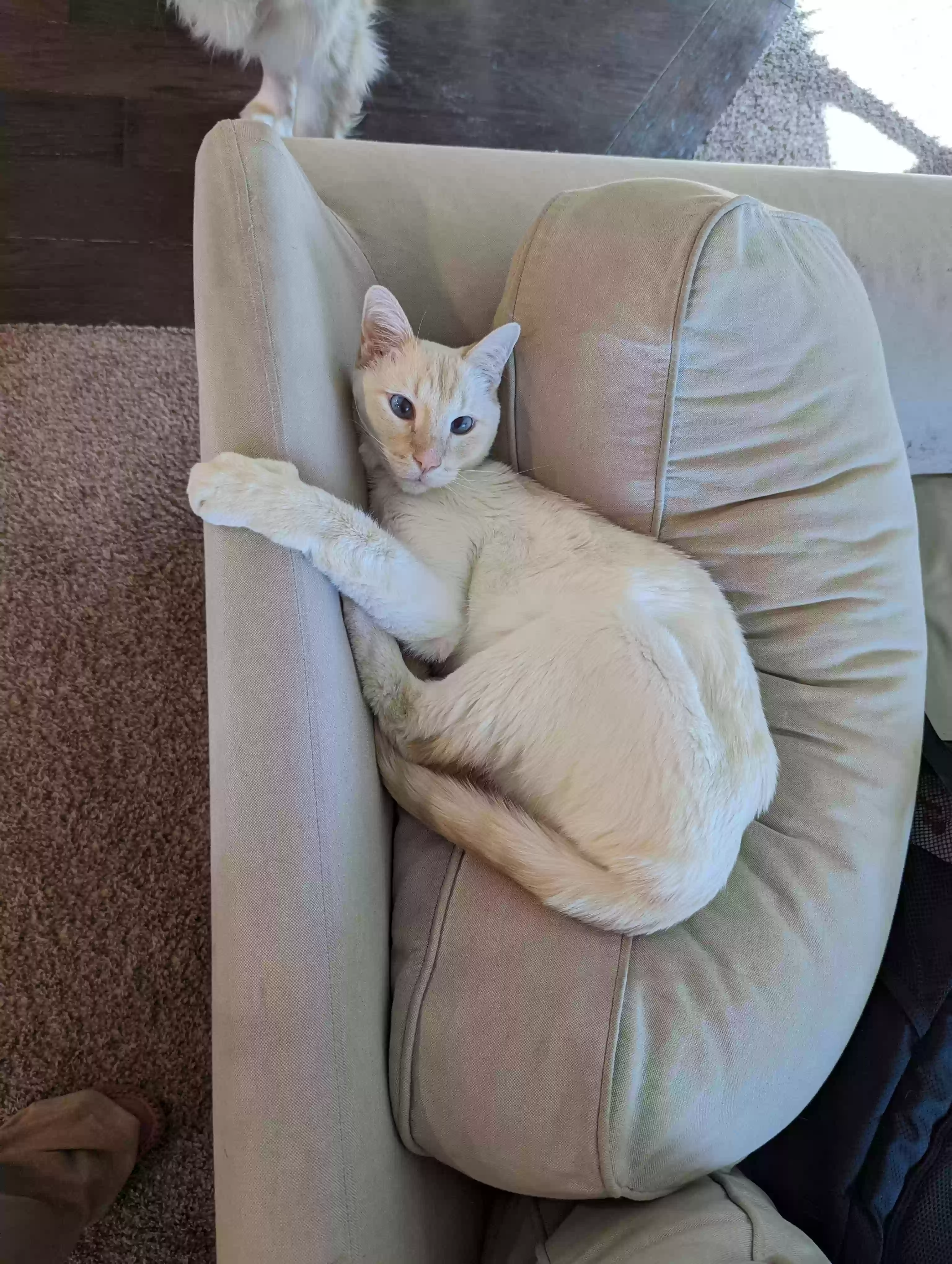 Lost cat in Aurora, CO, 80015