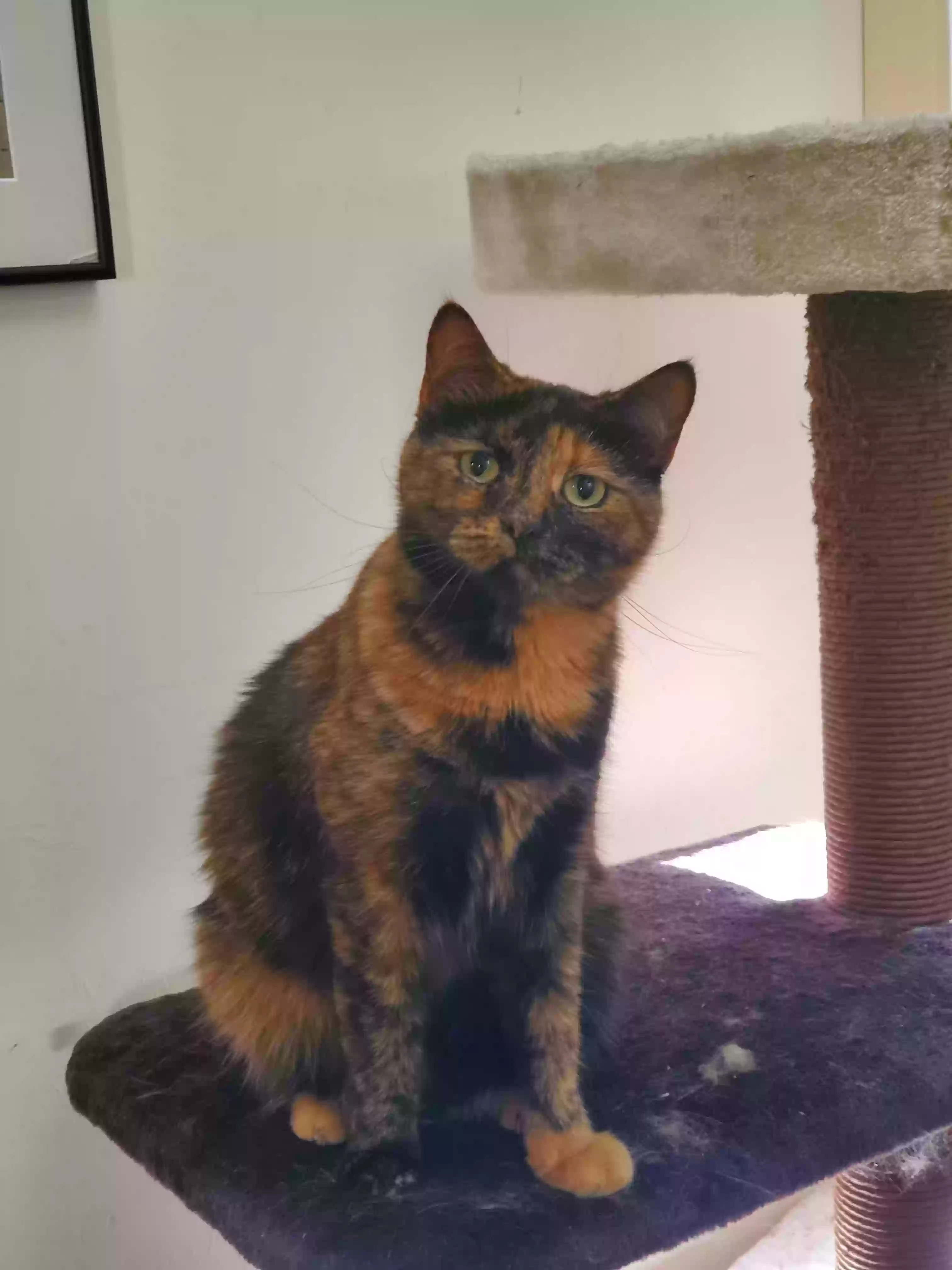 Lost cat in Gainesville, FL, 32605