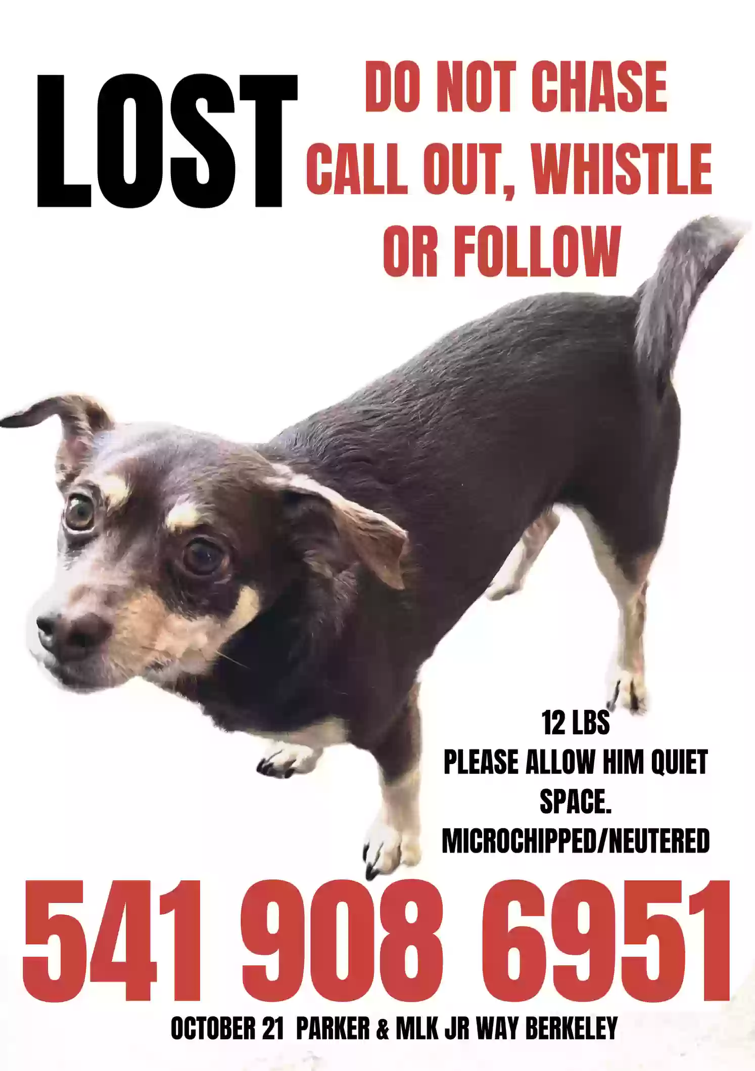 Lost dog in Berkeley, CA, 94703