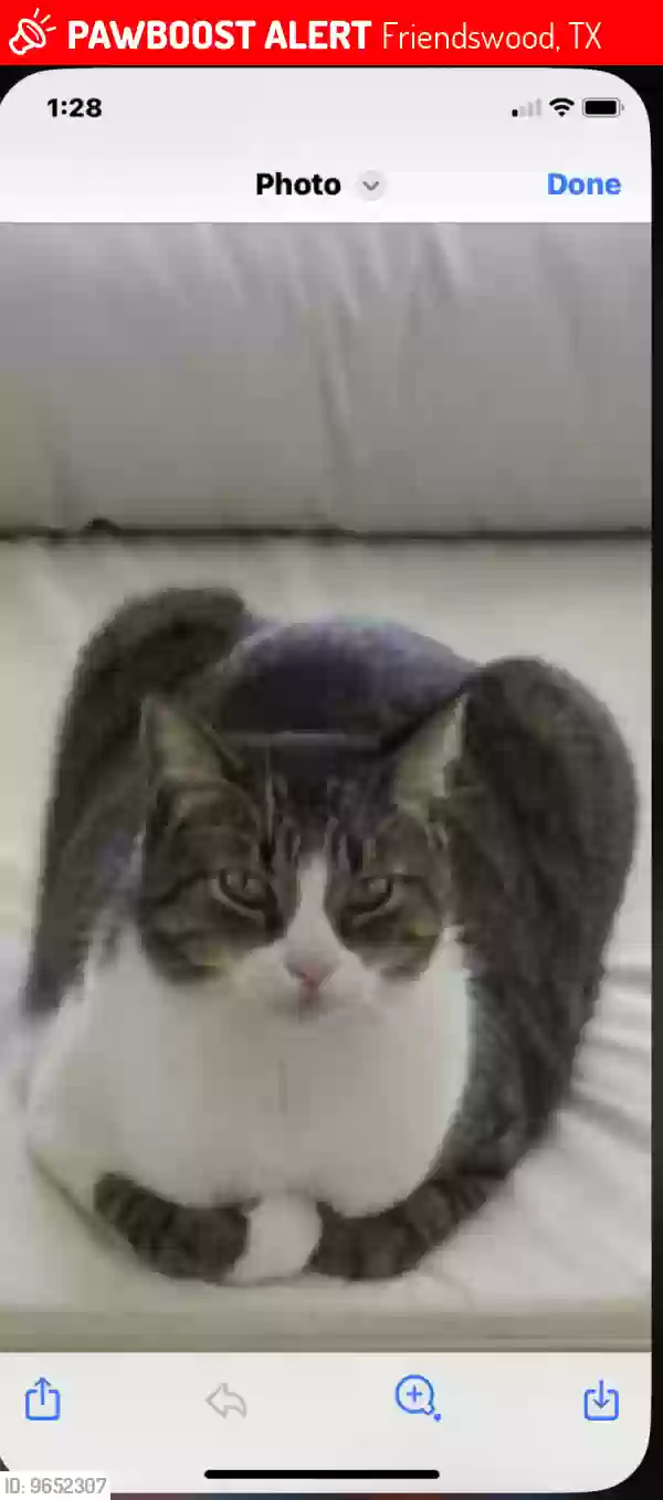 Lost cat in Friendswood, TX, 77546