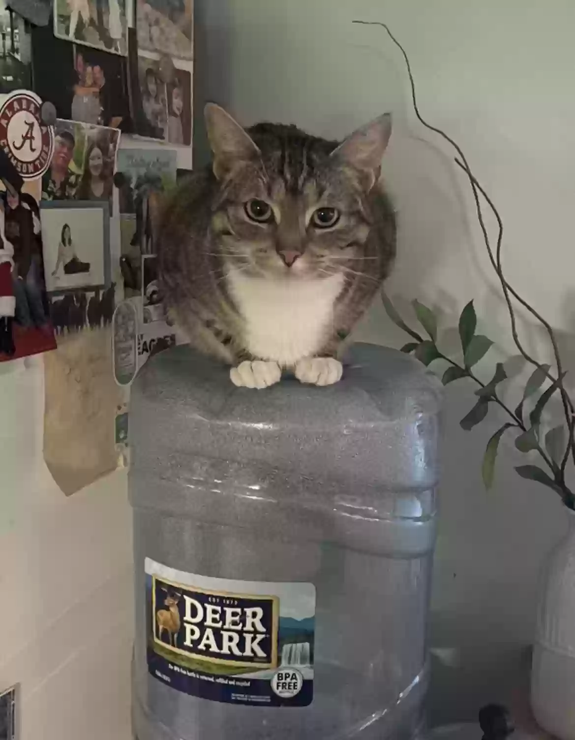 Lost cat in Ambler, PA, 19002