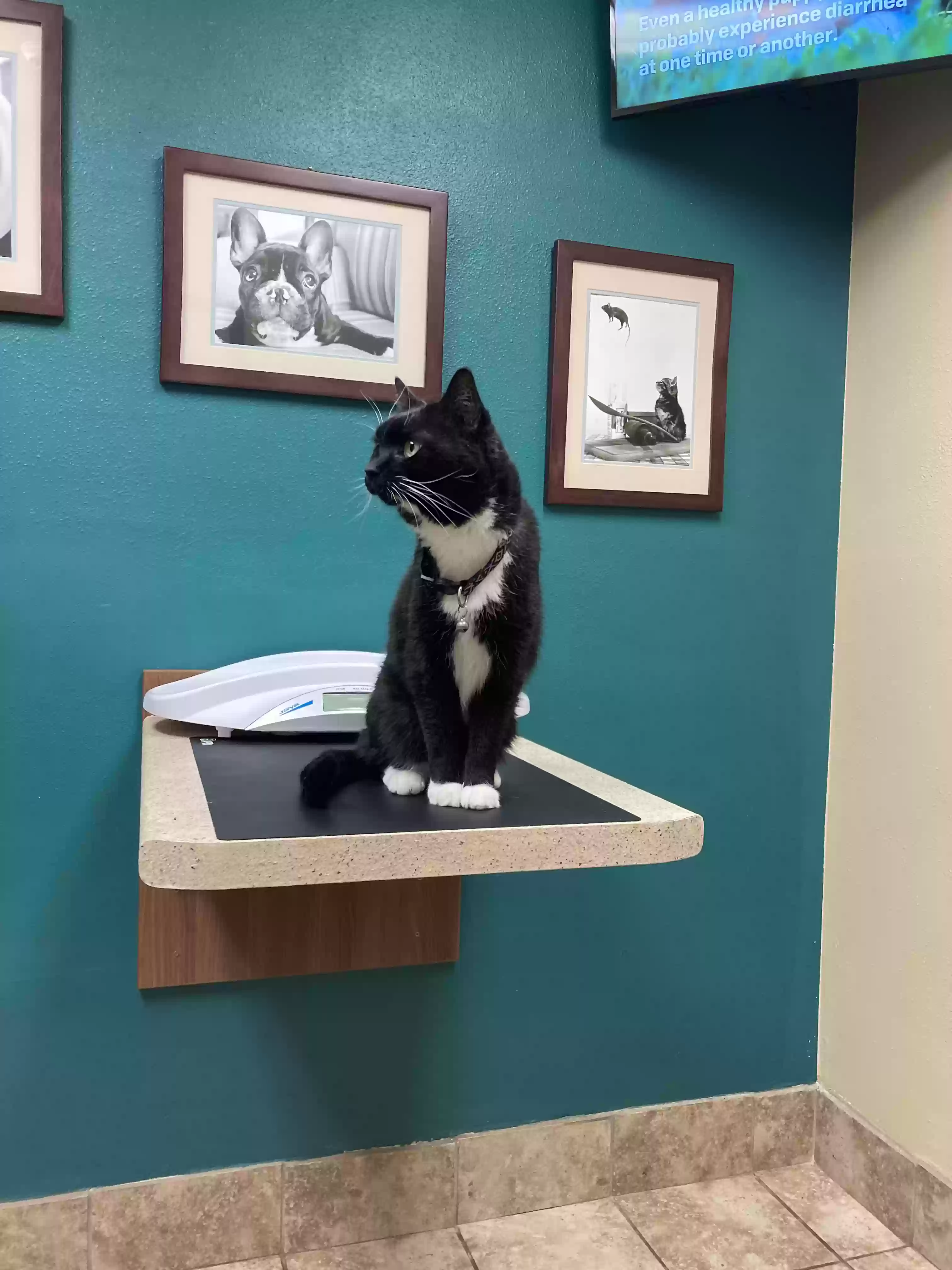 Lost cat in Menomonie, WI, 54751